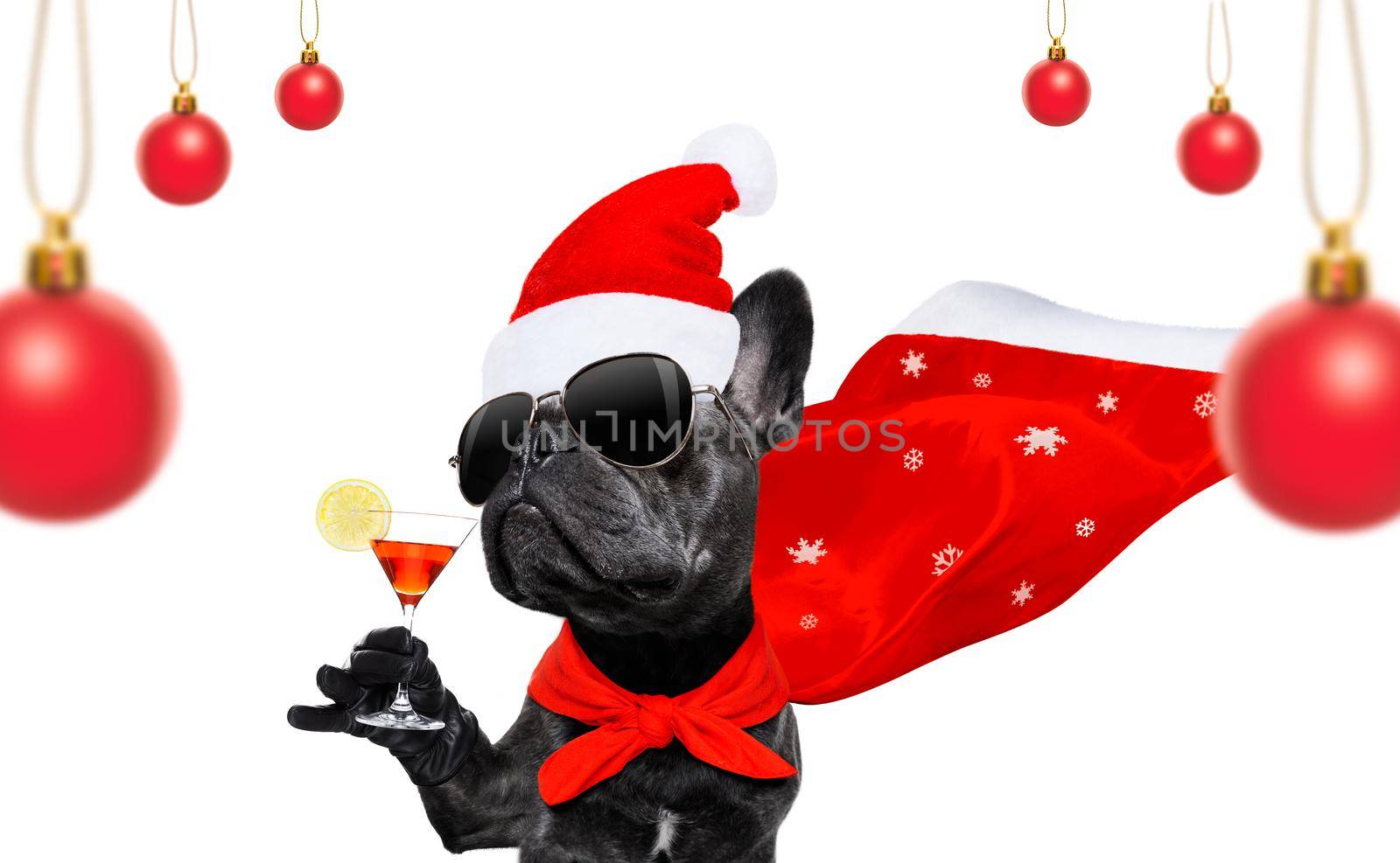 christmas santa claus french bulldog dog as a holiday season surprise out of a gift or present box  with red hat , isolated on white background with stars falling and noel hand