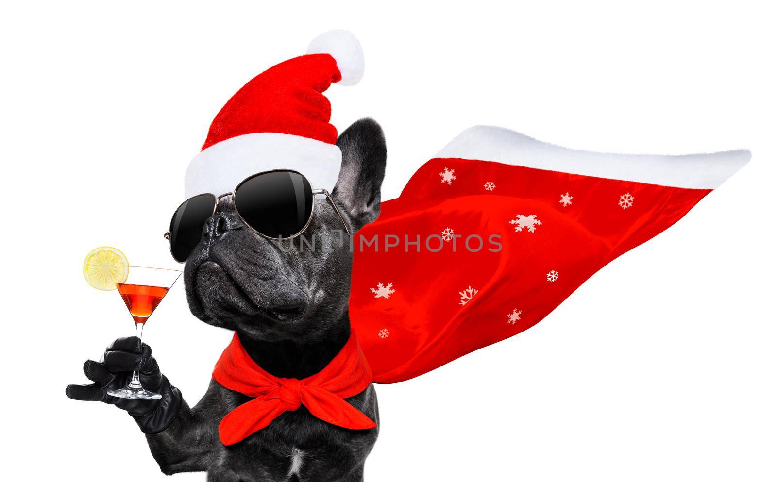 christmas santa claus french bulldog dog as a holiday season surprise out of a gift or present box  with red hat , isolated on white background with stars falling and noel hand