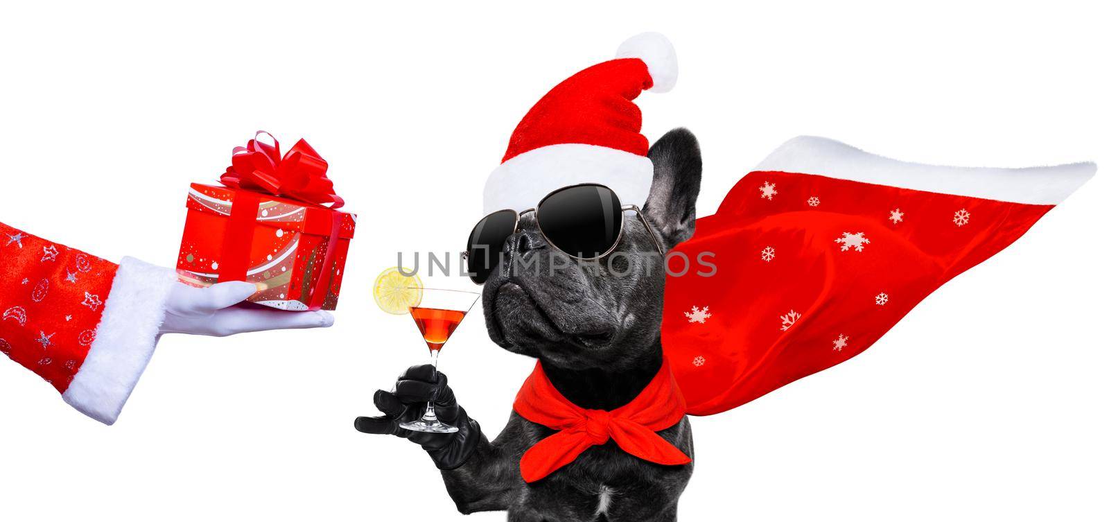 christmas santa claus french bulldog dog as a holiday season surprise out of a gift or present box  with red hat , isolated on white background with stars falling and noel hand