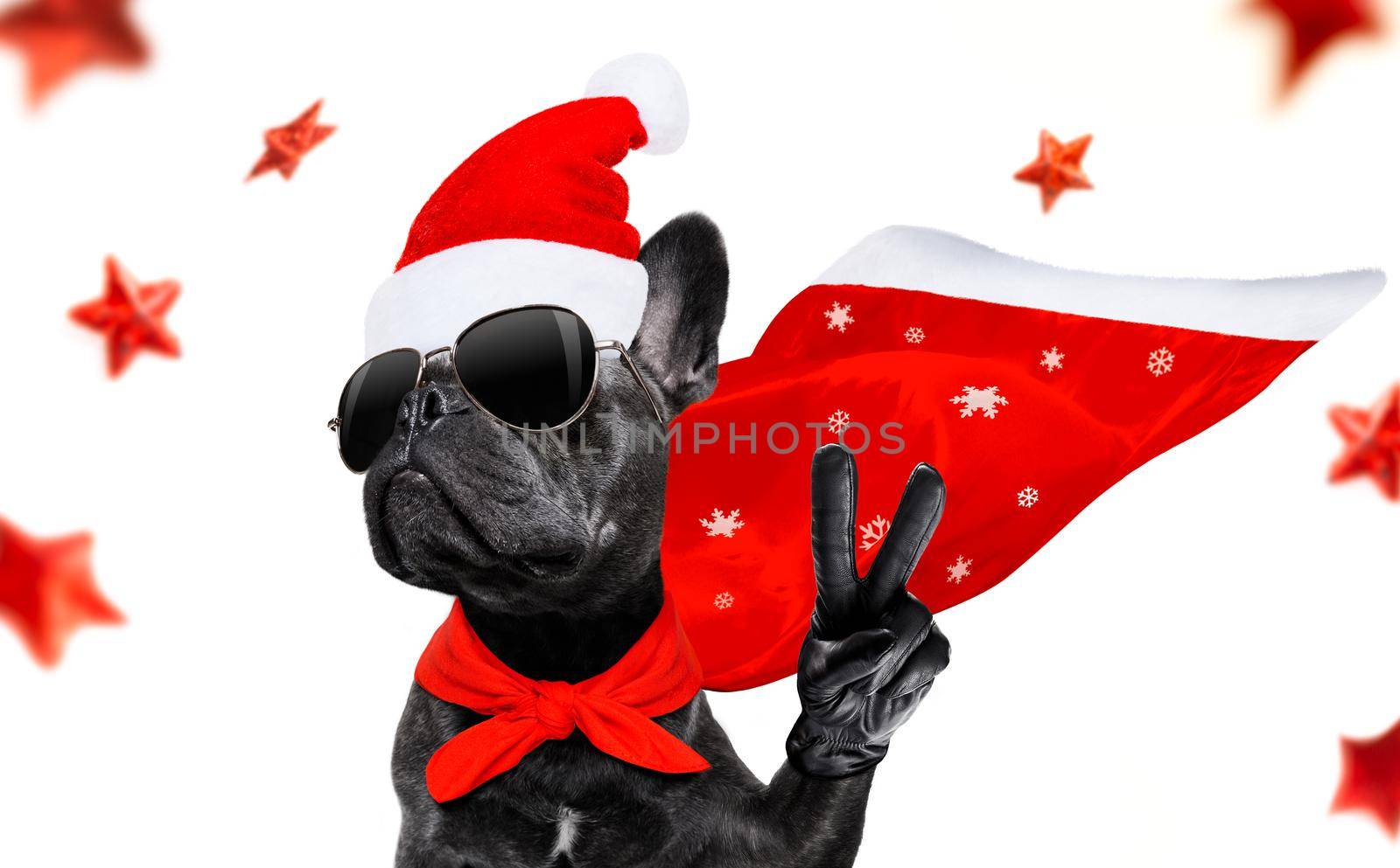 christmas santa claus french bulldog dog as a holiday season surprise out of a gift or present box  with red hat , isolated on white background with stars falling and noel hand