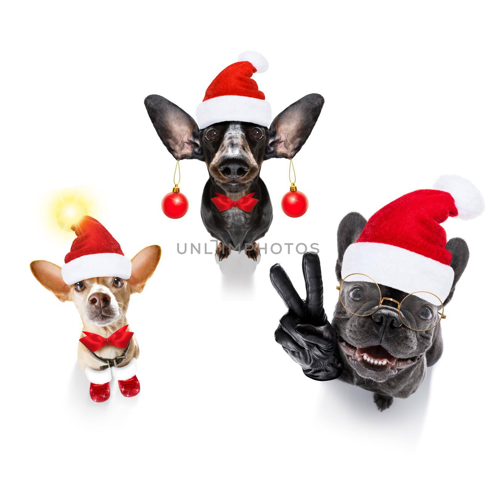 christmas  santa claus gropu row of dogs isolated on white background,  with   funny  red holidays hat