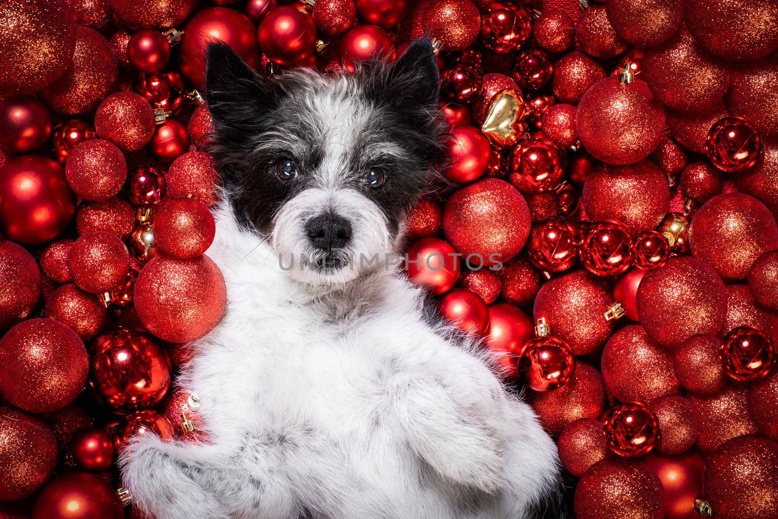 poodle  dog  as santa claus  for christmas holidays resting on a xmas balls baubles as background