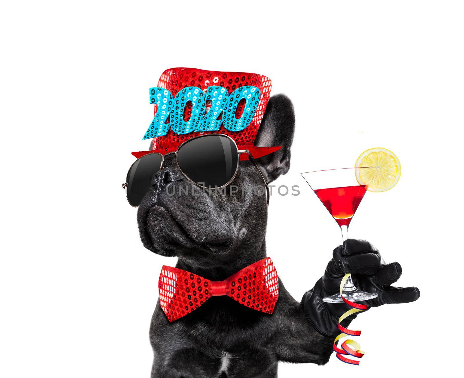 dog celebrating new years eve with champagne isolated on white background beside a banner or placard, peace and victory fingers