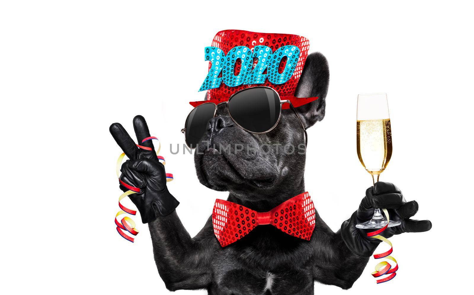 happy new year dog celberation by Brosch