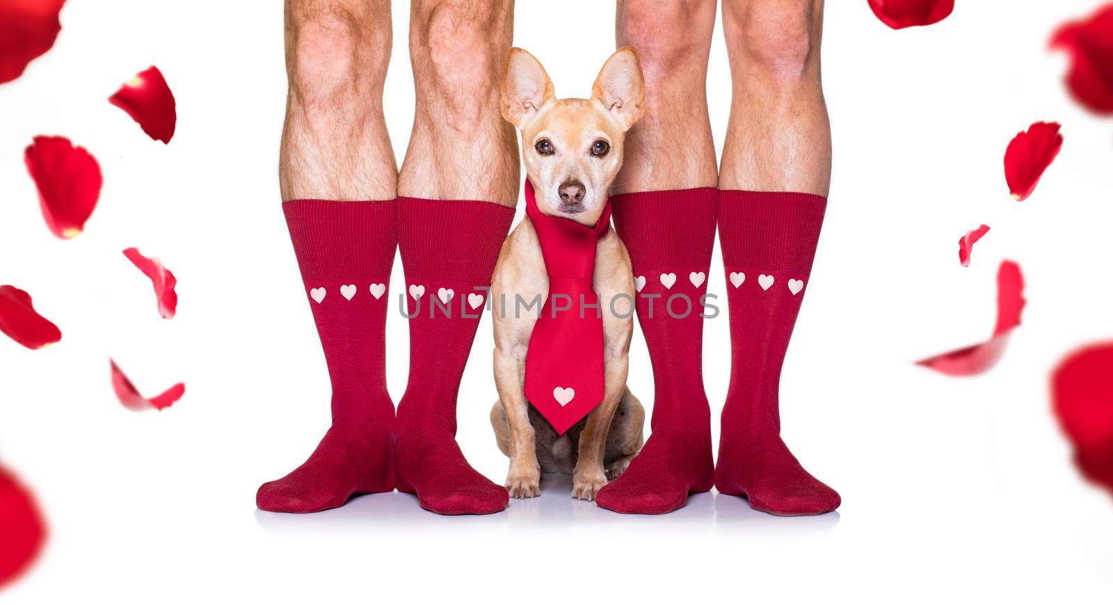 gay wedding couple with chihuahua dog wearing socks, getting maried with red roses all over isolated on white background