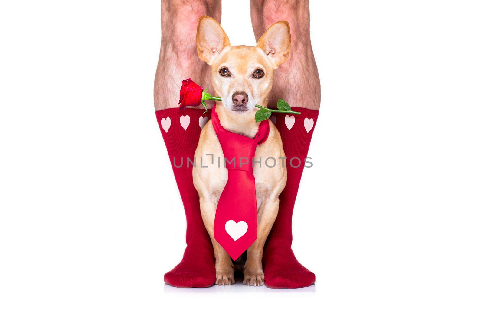 gay wedding couple with chihuahua dog wearing socks, getting maried with red roses all over isolated on white background on valenitnes day