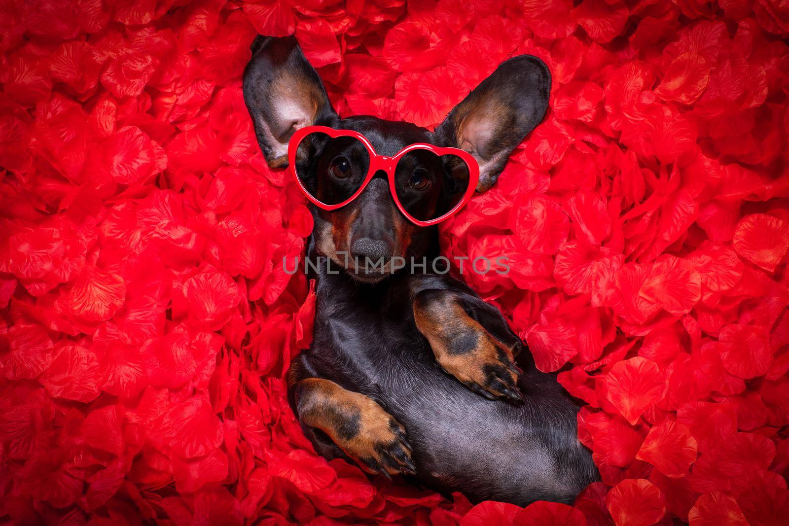 suasage  dachshund dog lying in bed full of red rose flower petals as background  , in love on valentines day and so cute with sunglasses
