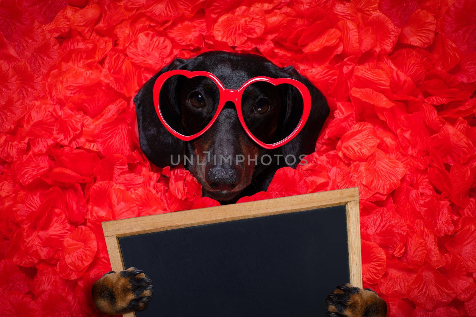 suasage  dachshund dog lying in bed full of red rose flower petals as background  , in love on valentines day and so cute with sunglasses holding a banner or placard