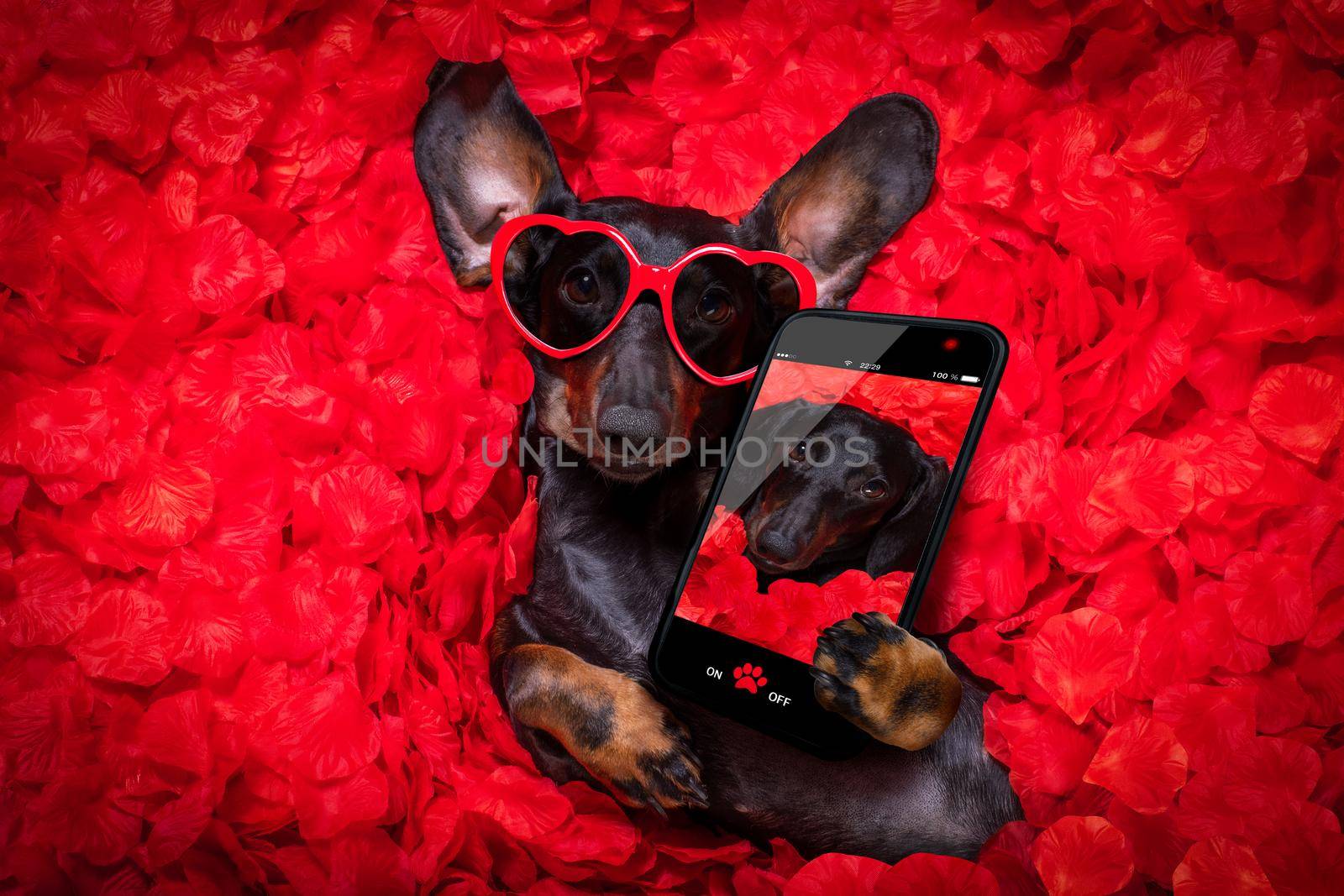 suasage  dachshund dog lying in bed full of red rose flower petals as background  , in love on valentines taking a selfie with smartphone