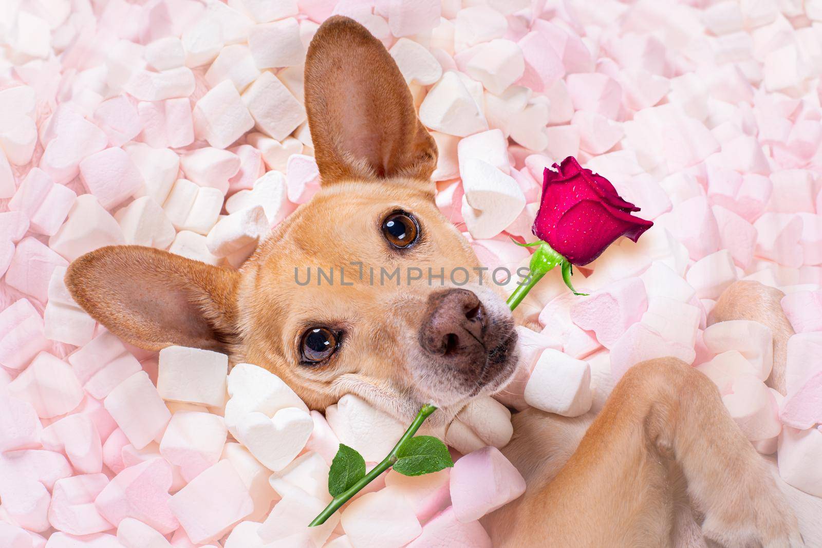 valentines wedding dog in love wit rose by Brosch