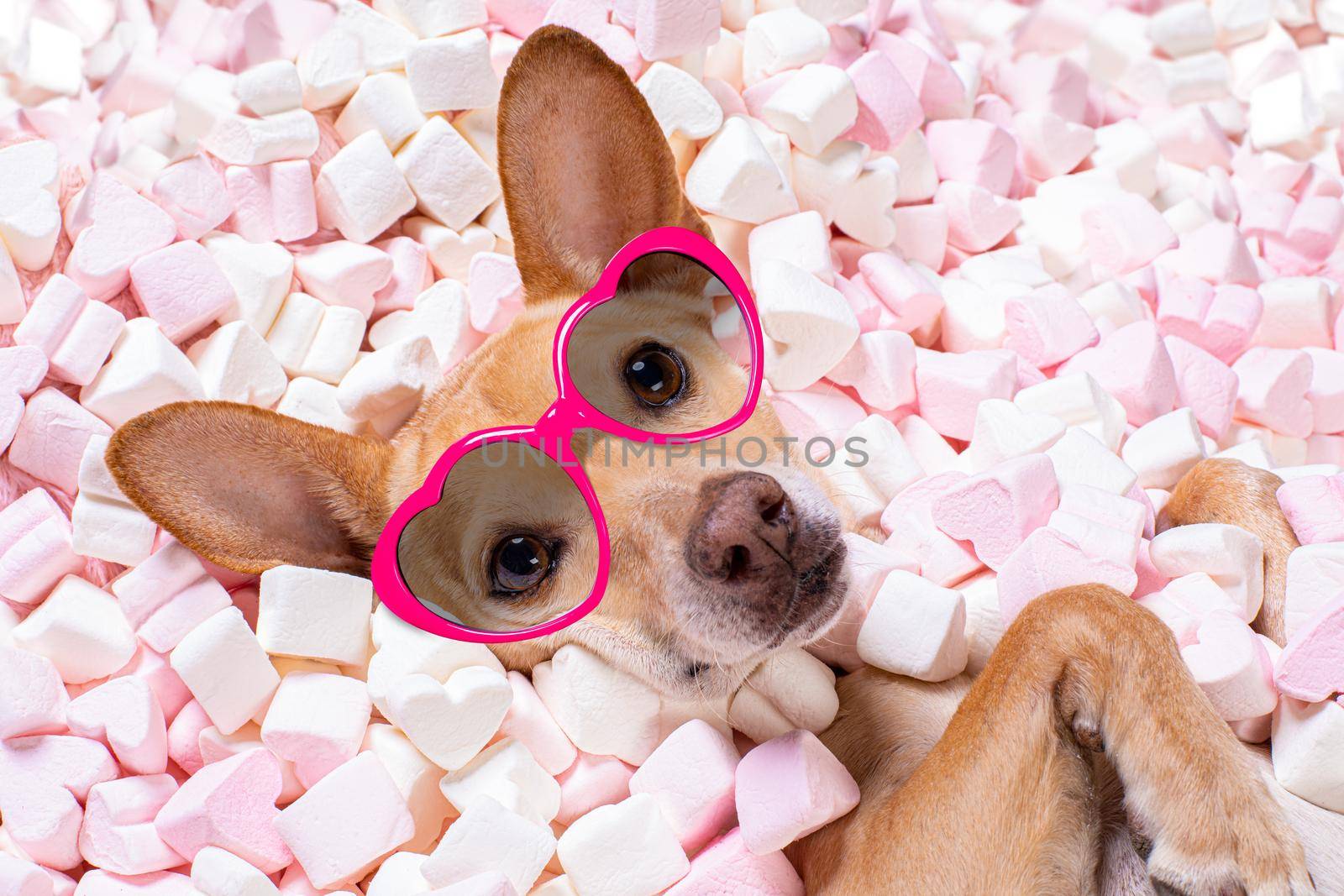 valentines wedding dog in love wit rose by Brosch