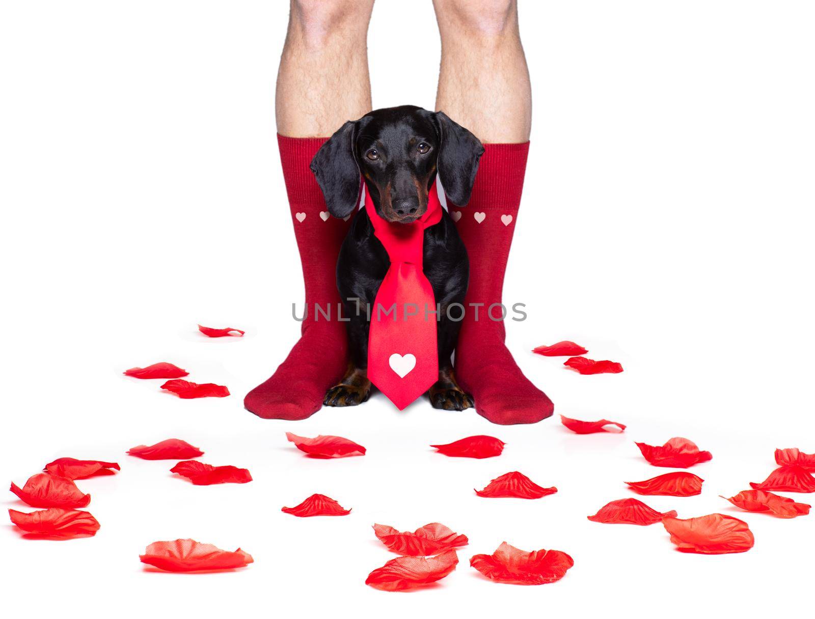 valentines wedding dog in love  by Brosch