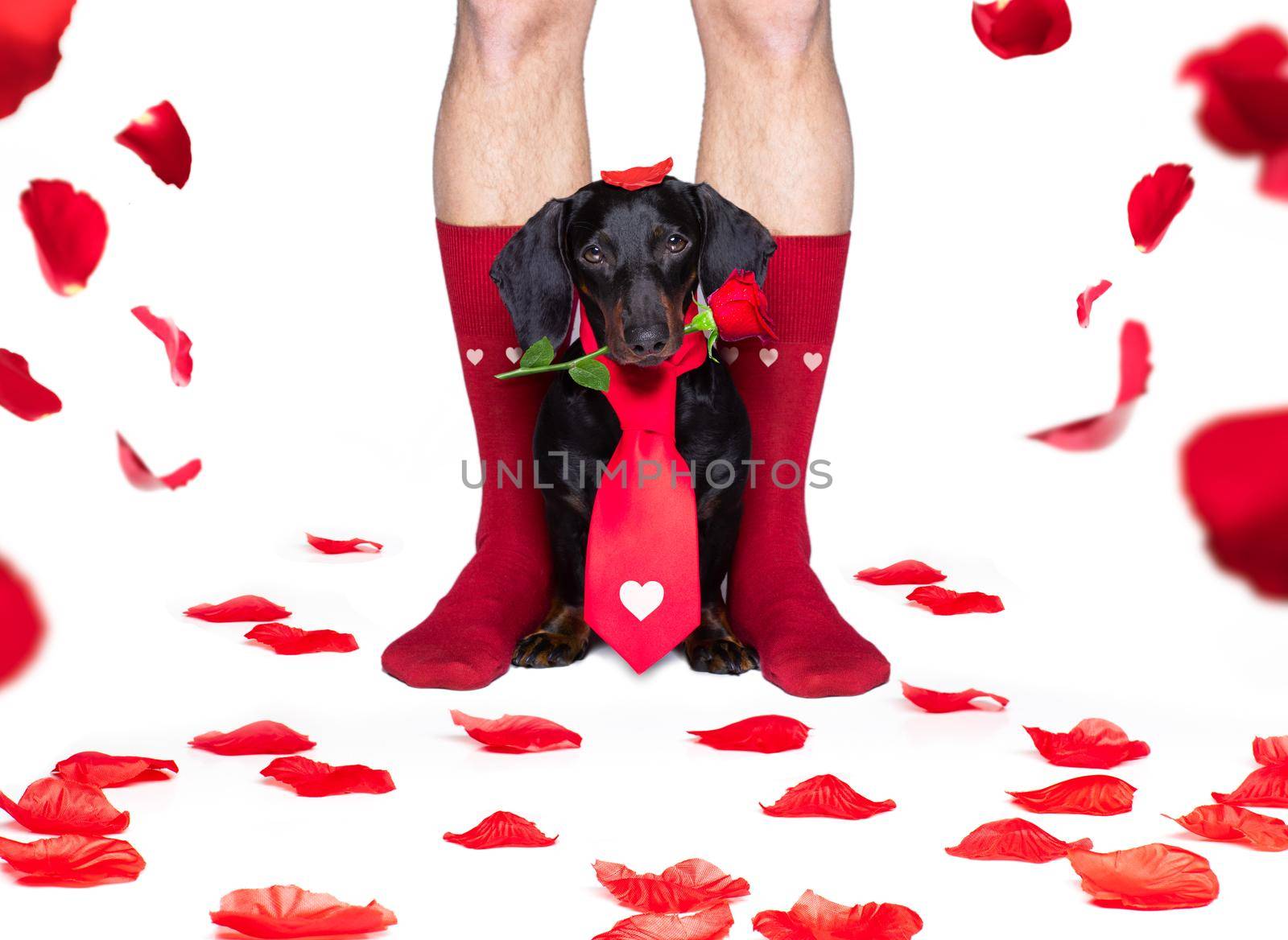 valentines wedding dog in love  by Brosch