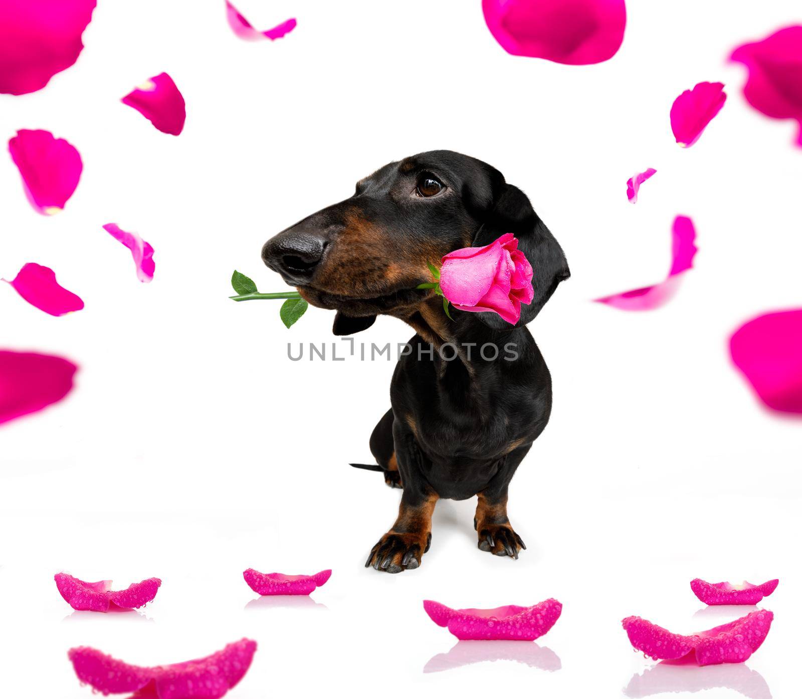 dachshund dog looking and staring at you   ,with a valentines roses isolated on white background,