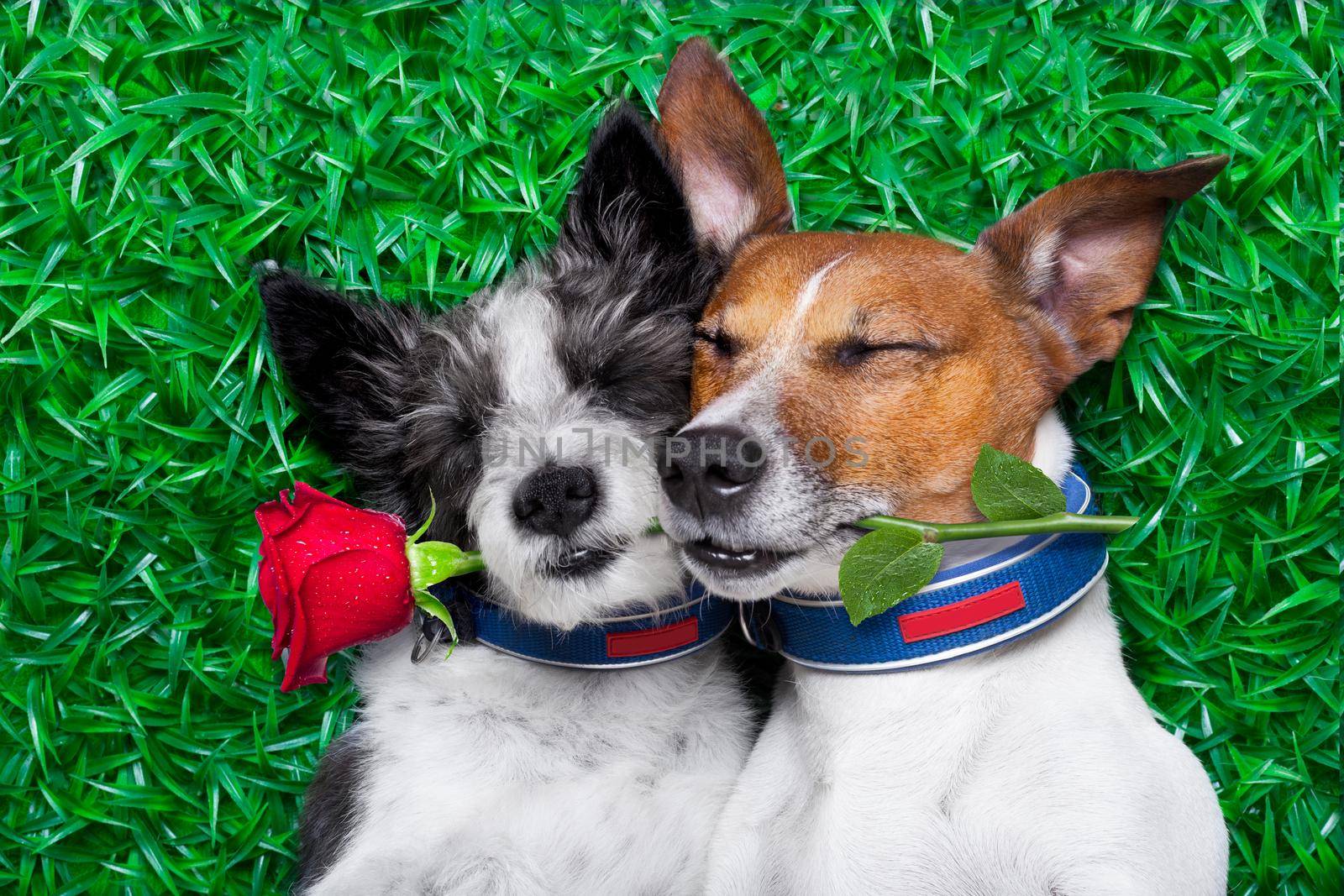 couple of dogs in love very close together lying on grass in the park with rose in mouth  by Brosch