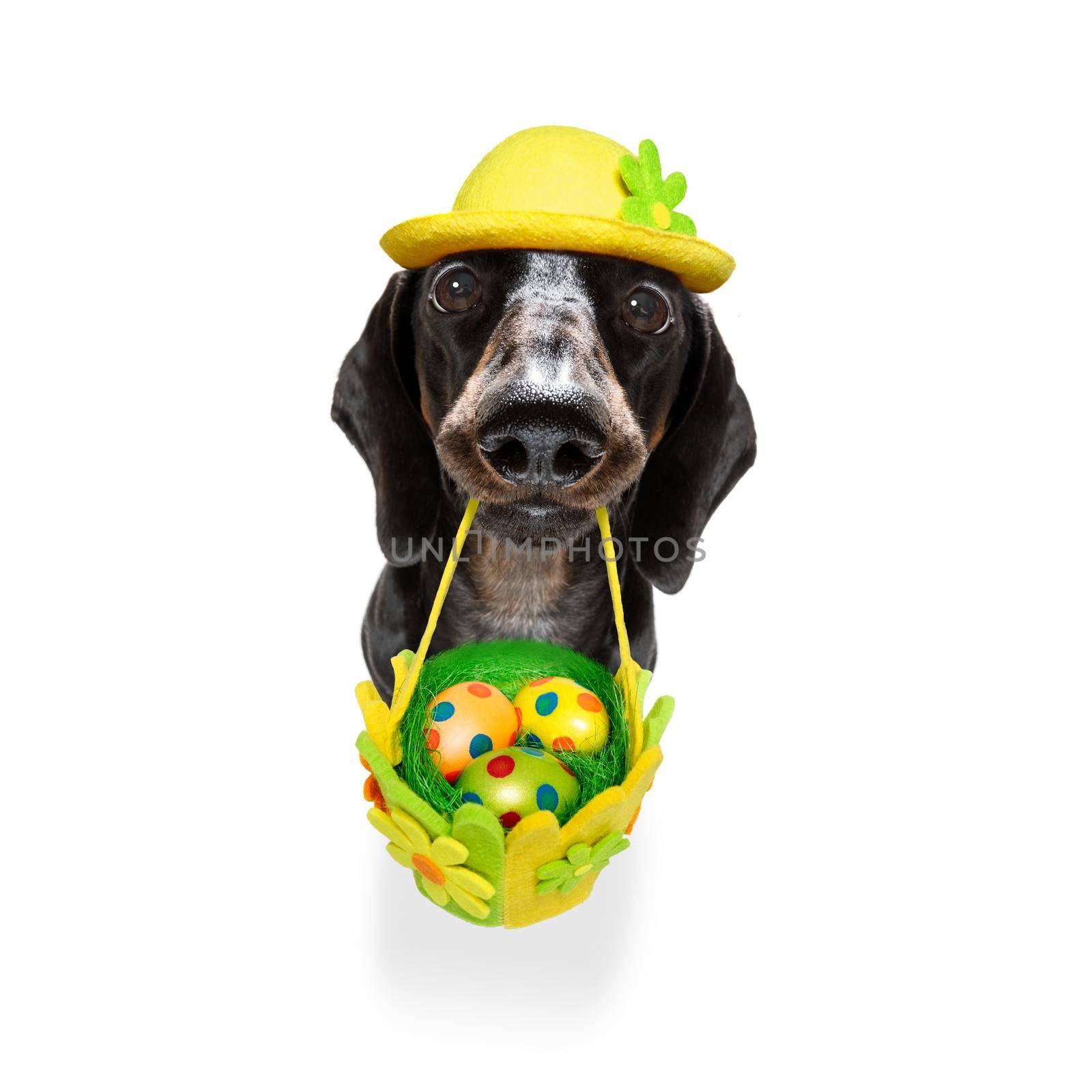 happy easter  dachshund sausage  dog with  funny colourful eggs in a basket   for the holiday season