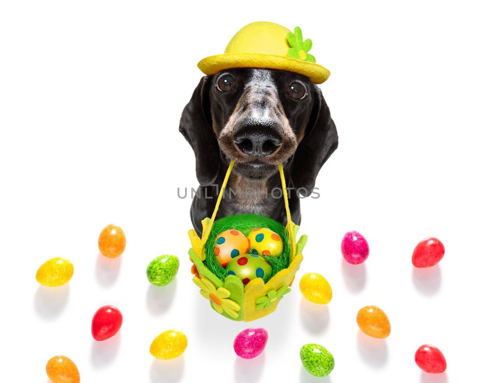 happy easter dog with eggs by Brosch