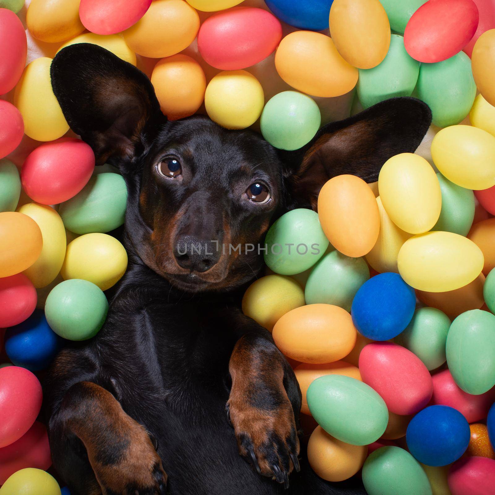 happy easter  dachshund sausage  dog lying in bed full of funny colourful eggs ,  for the holiday season