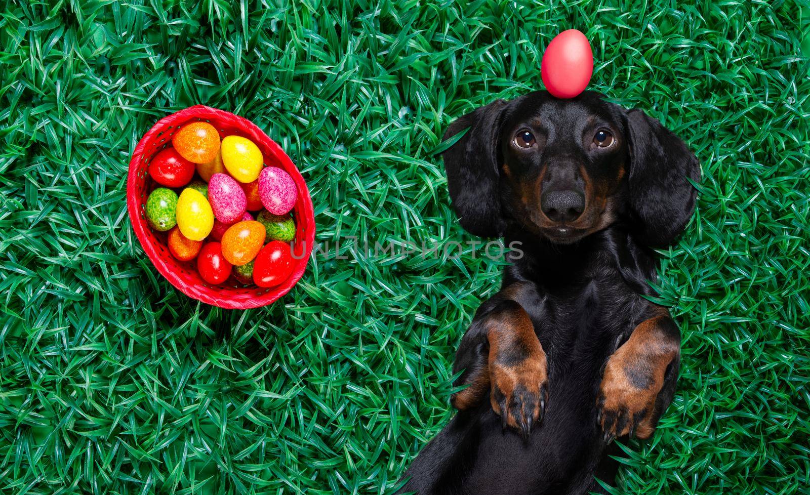hapy easter dog with eggs  by Brosch