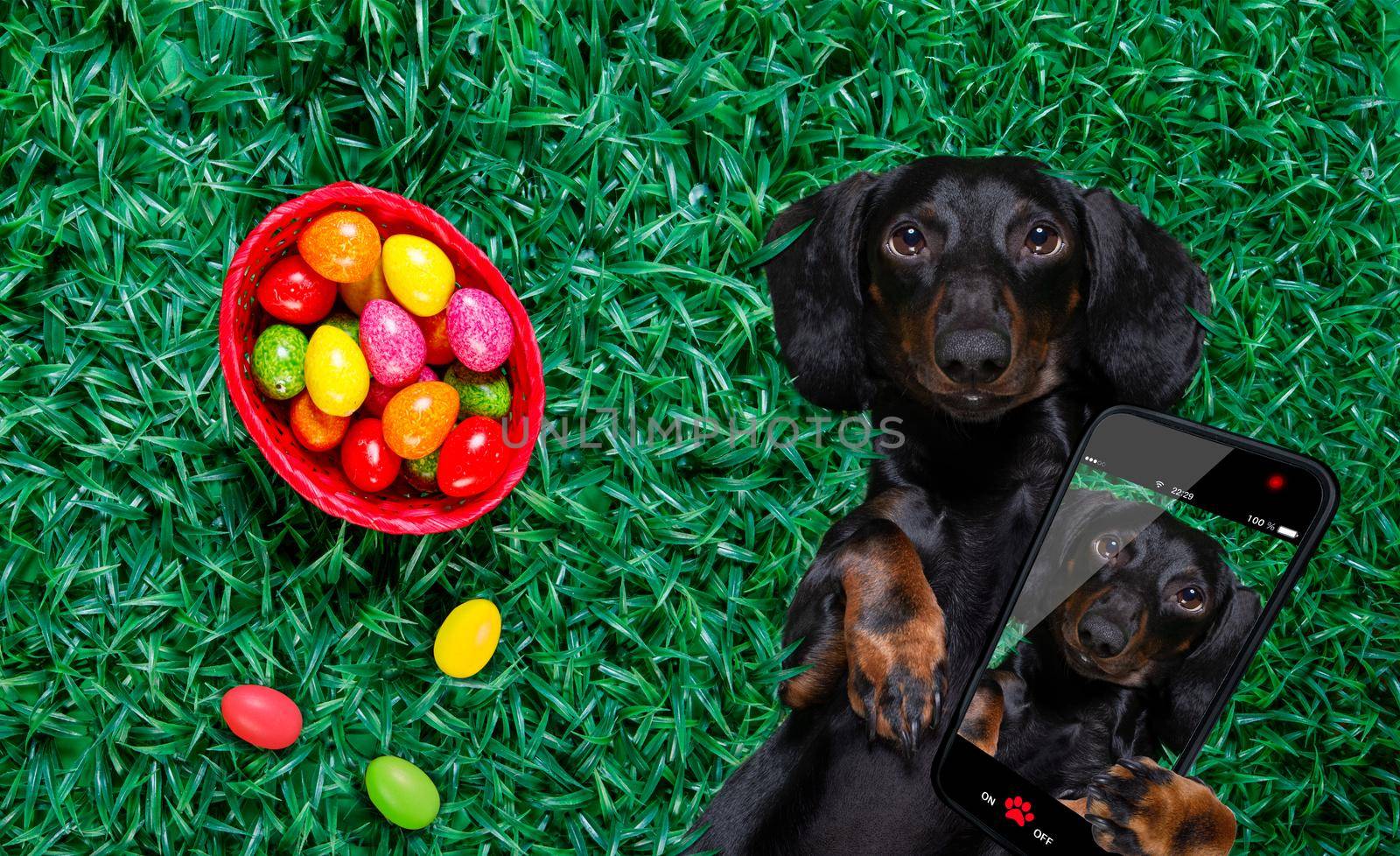 hapy easter dog with eggs  by Brosch