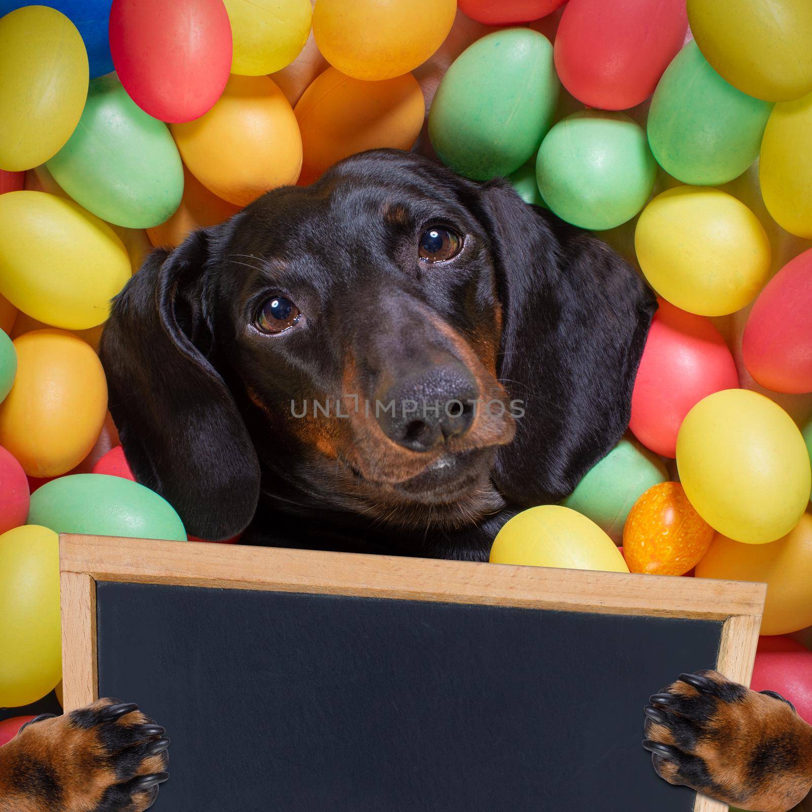 happy easter  dachshund sausage  dog lying in bed full of funny colourful eggs ,  for the holiday season, holding a placard or banner