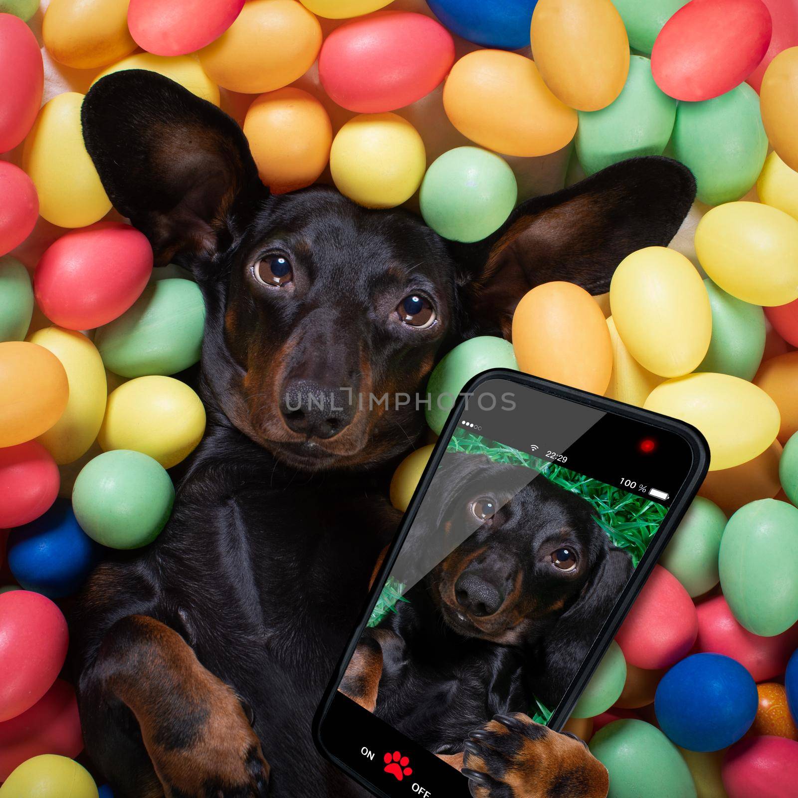 happy easter  dachshund sausage  dog lying in bed full of funny colourful eggs ,  for the holiday season, taking a selfie with smartphone