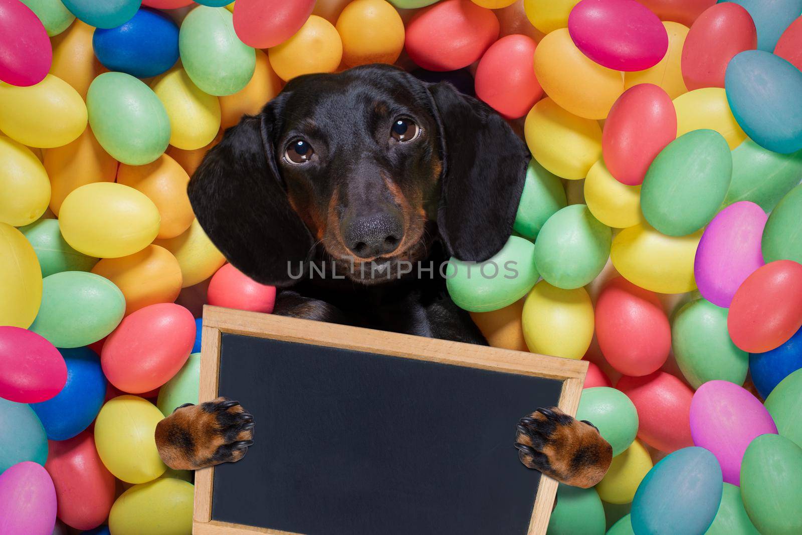 happy easter  dachshund sausage  dog lying in bed full of funny colourful eggs ,  for the holiday season, holding a placard or banner