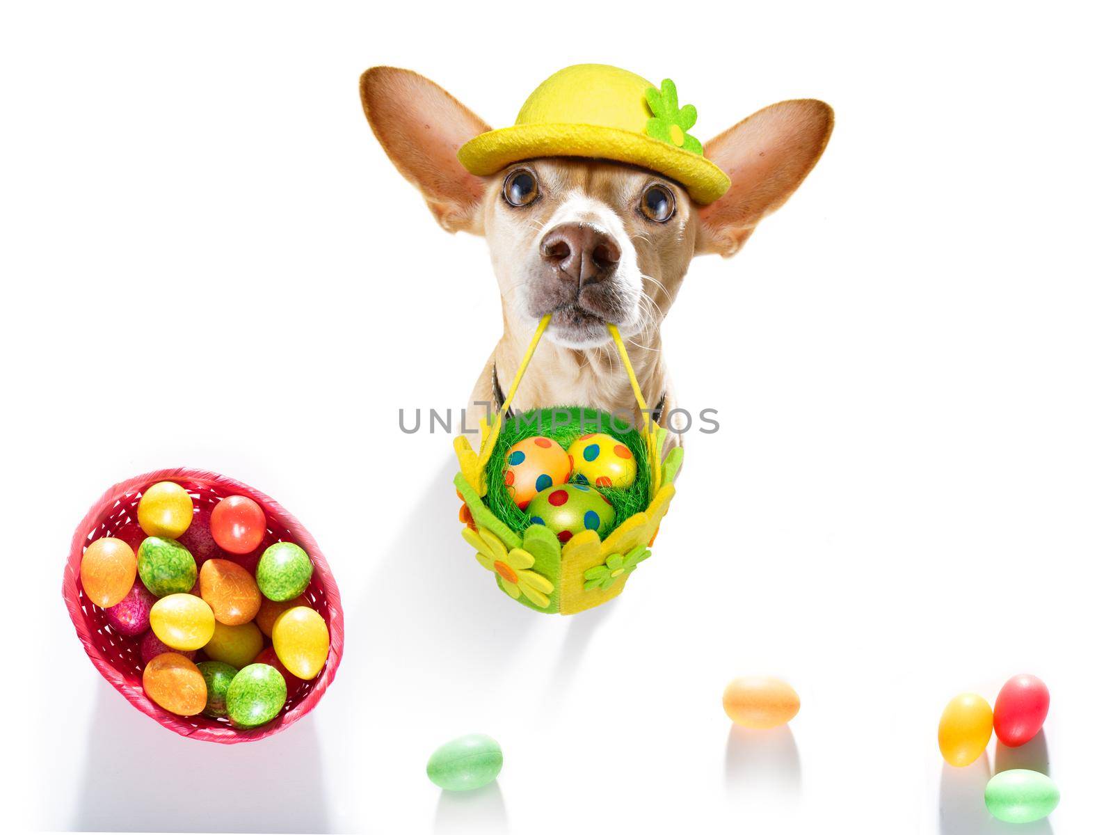 happy easter  chihuahua  dog with  funny colourful eggs in a basket   for the holiday season