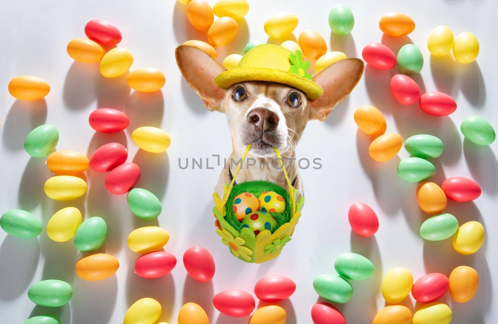 happy easter  chihuahua  dog with  funny colourful eggs in a basket   for the holiday season