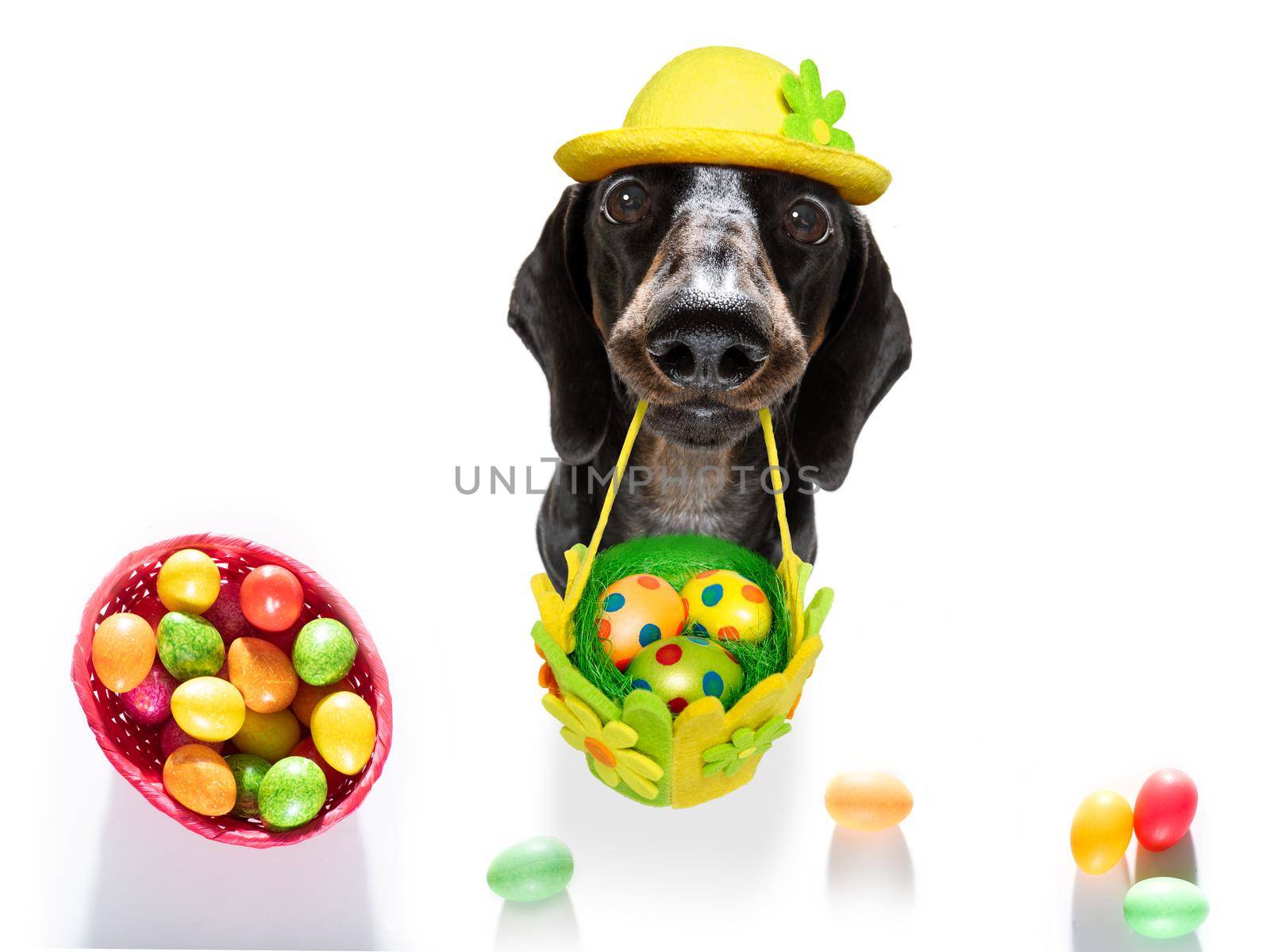 happy easter  dachshund sausage  dog with  funny colourful eggs in a basket   for the holiday season