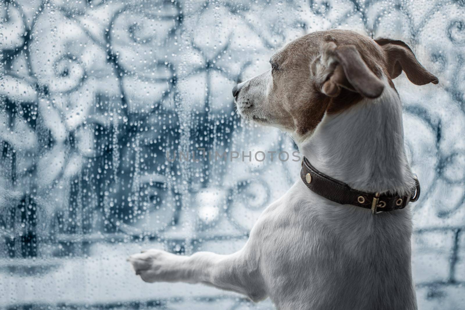 jack russel dog at window watching the bad and cold rain and rainy weather looking sad