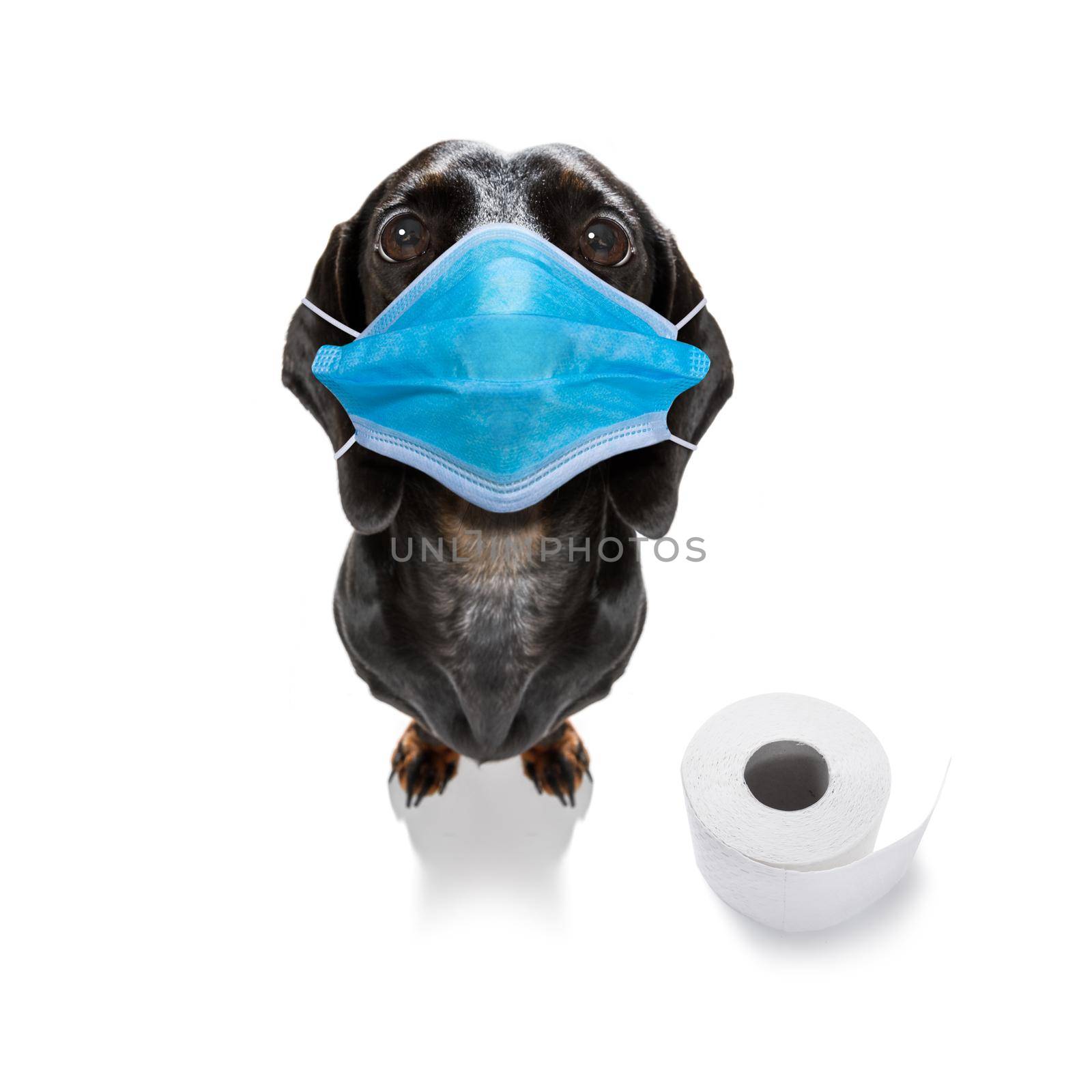 sick and ill dachshund sausage dog  isolated on white background with  face mask and toilet paper rolls , protecting from virus and bacteria