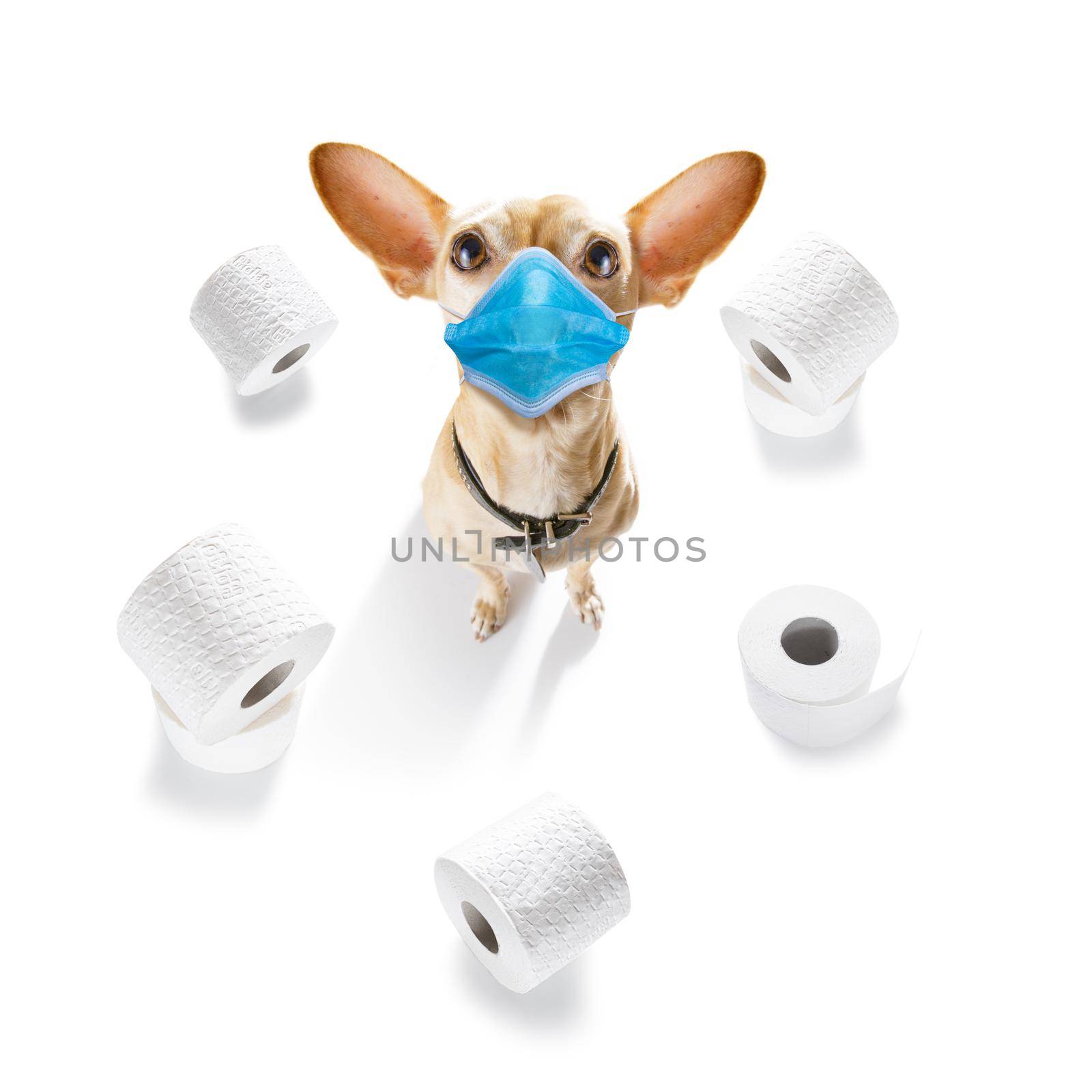sick and ill chihuahua dog  isolated on white background with  face mask and toilet paper rolls , protecting from virus and bacteria