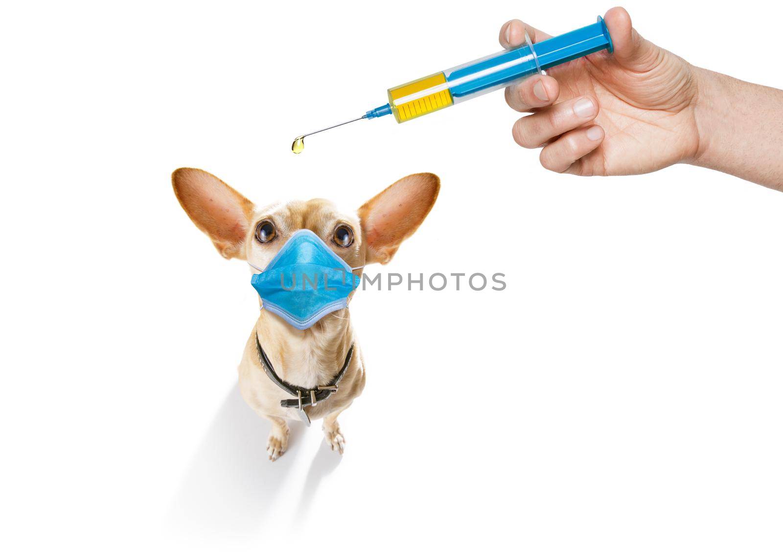 sick and ill chihuahua dog  isolated on white background with  face mask and toilet paper rolls , protecting from virus and bacteria