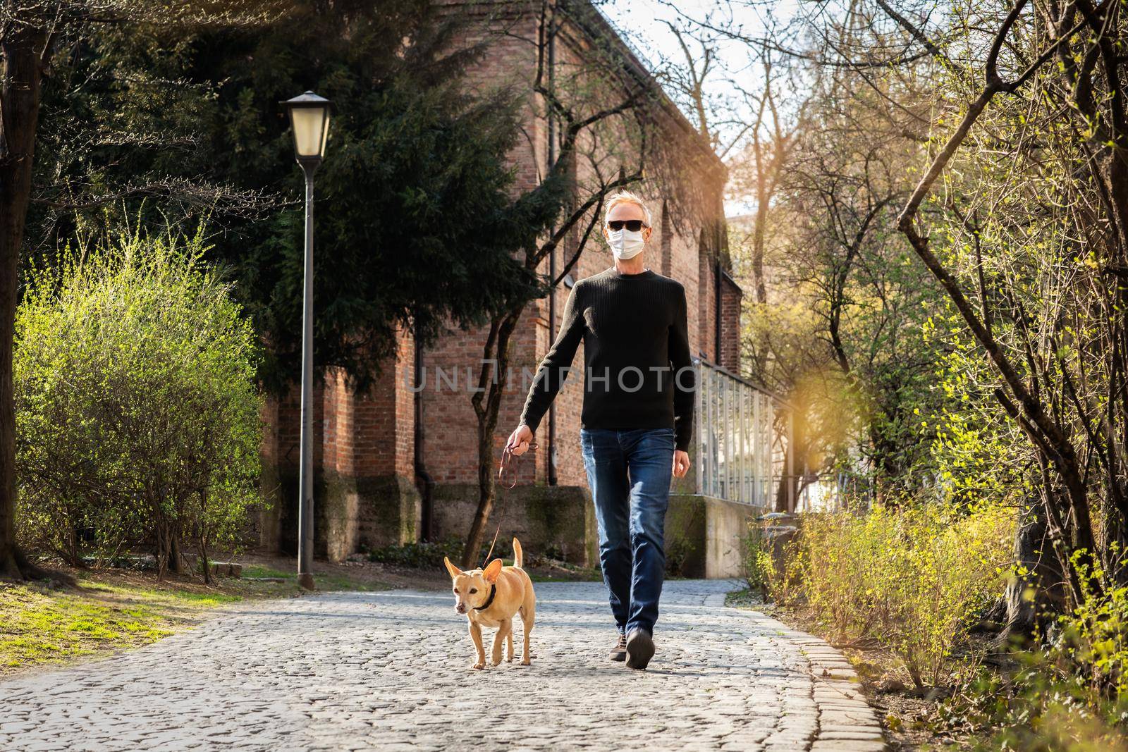 chihuahua dog  with owner wearing a face mask and  leash  walking together outdoors ,outside at the park