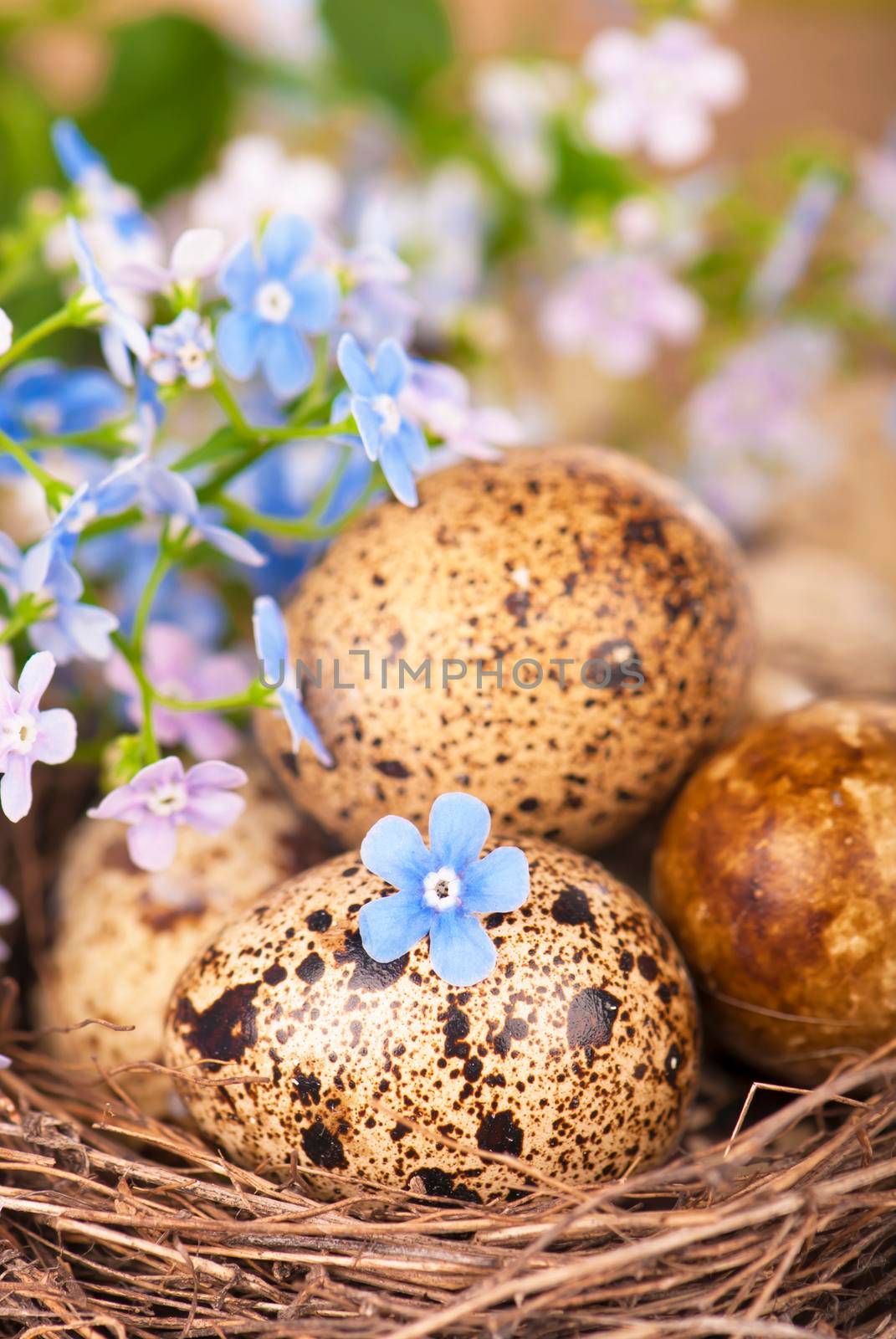 quail eggs and spring flowers by aprilphoto