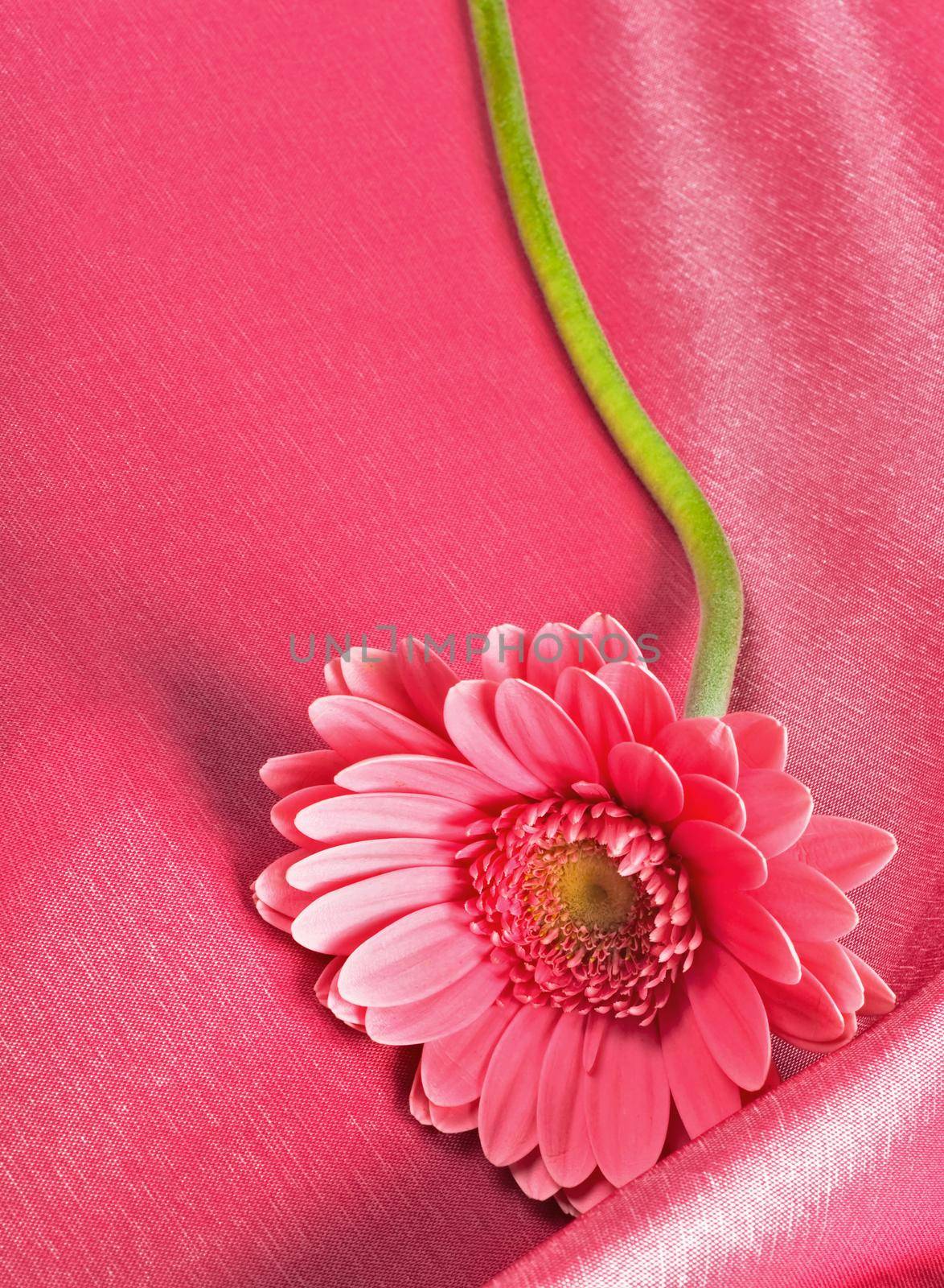 the bright gerbera flower on pink background by aprilphoto