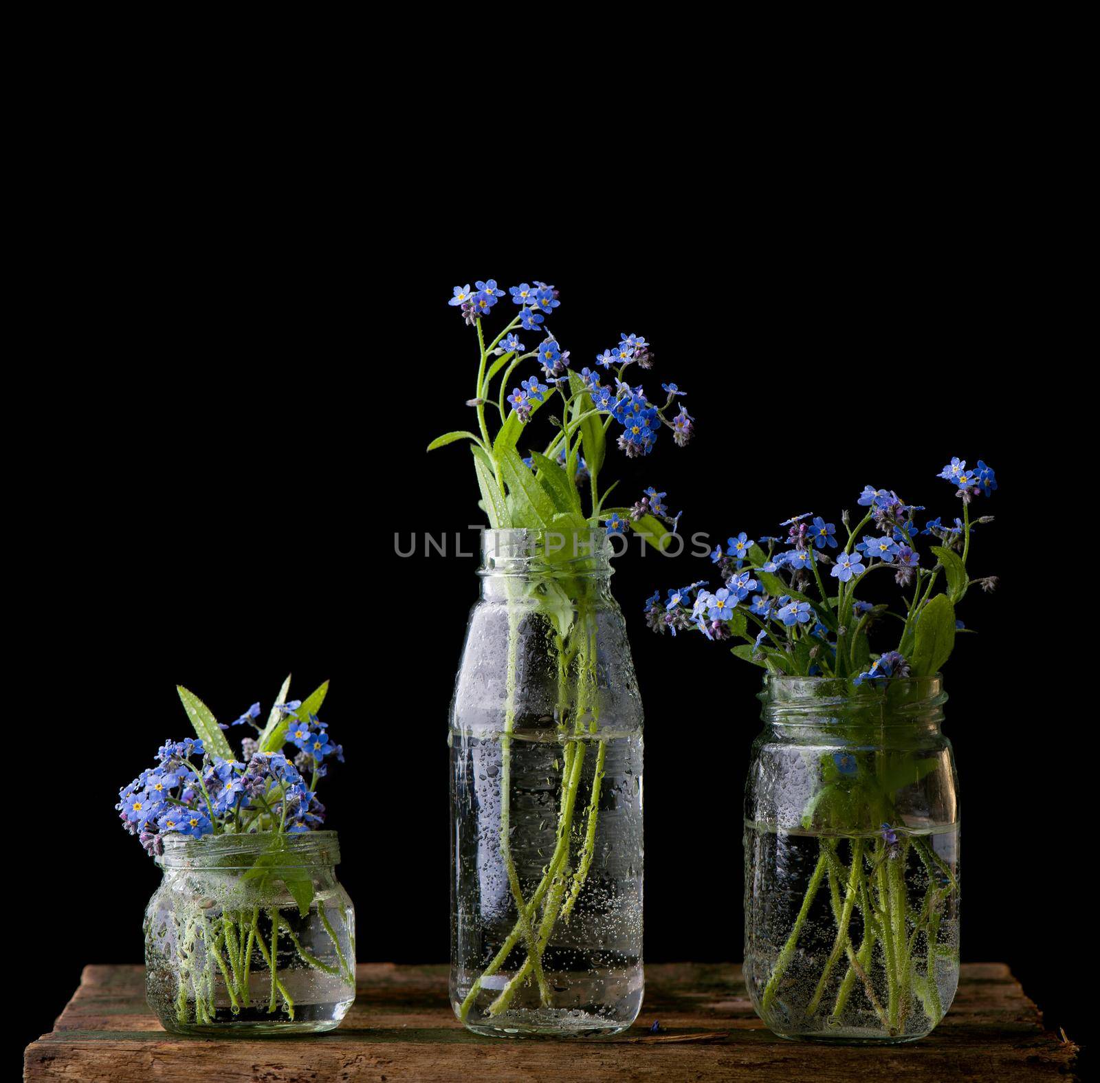 forget-me-not bouquet in glass jars on a wooden table by aprilphoto