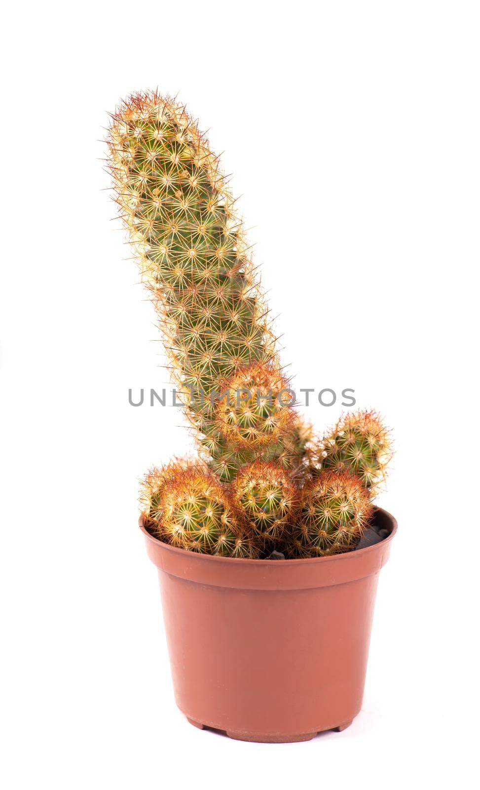 close up of small cactus houseplant in pot on white background