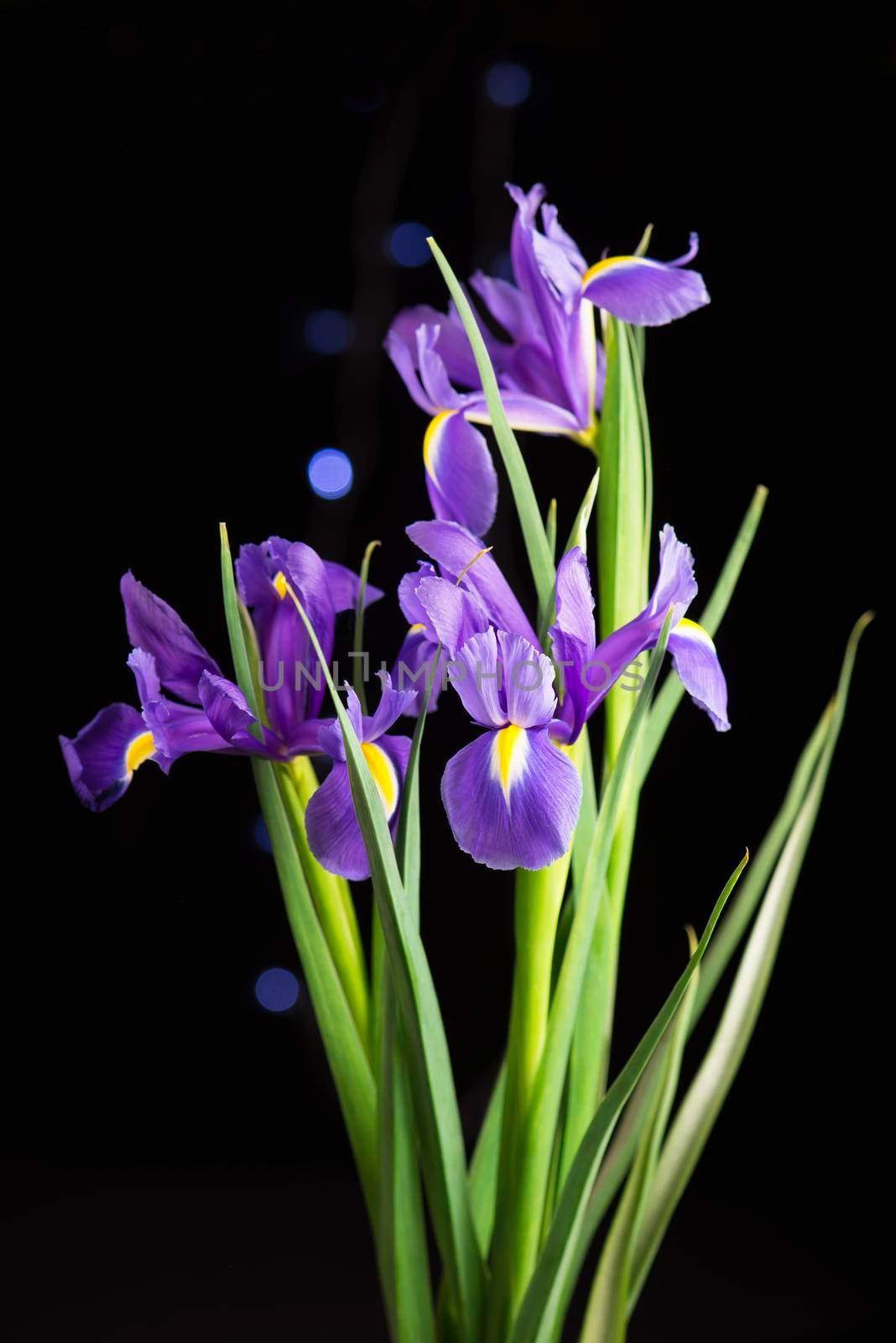 beautiful blooming iris on a black background closeup