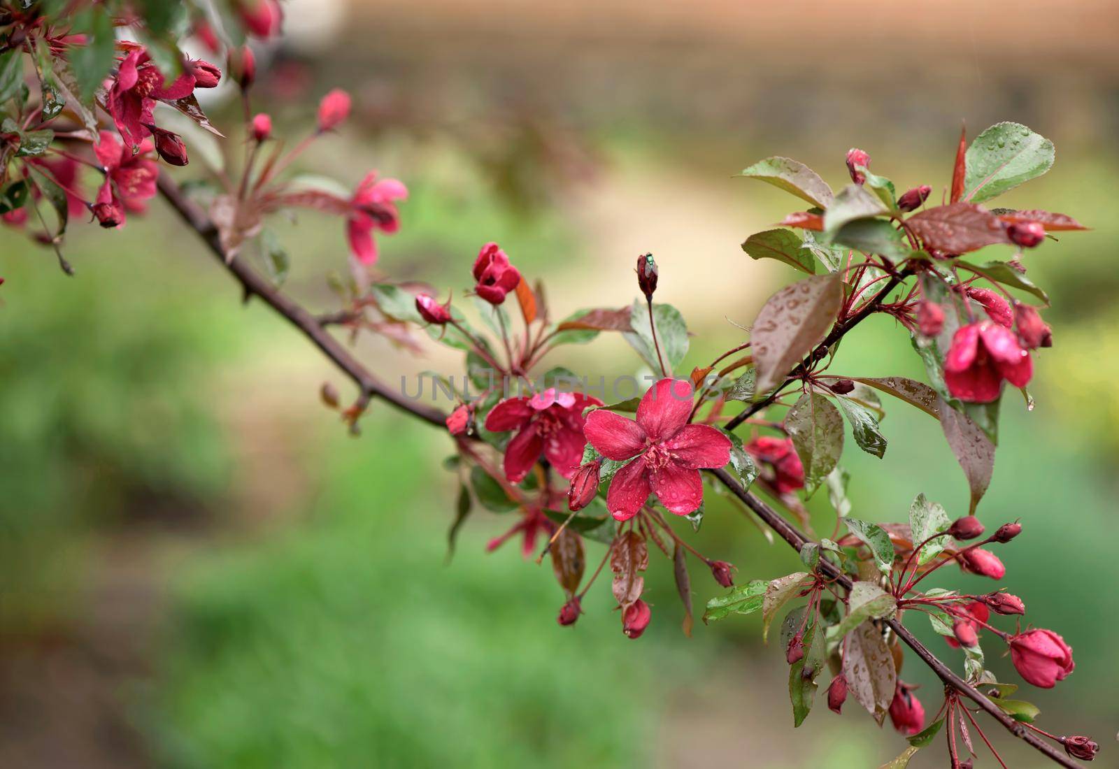 Blooming paradise apple tree buds in the garden by aprilphoto