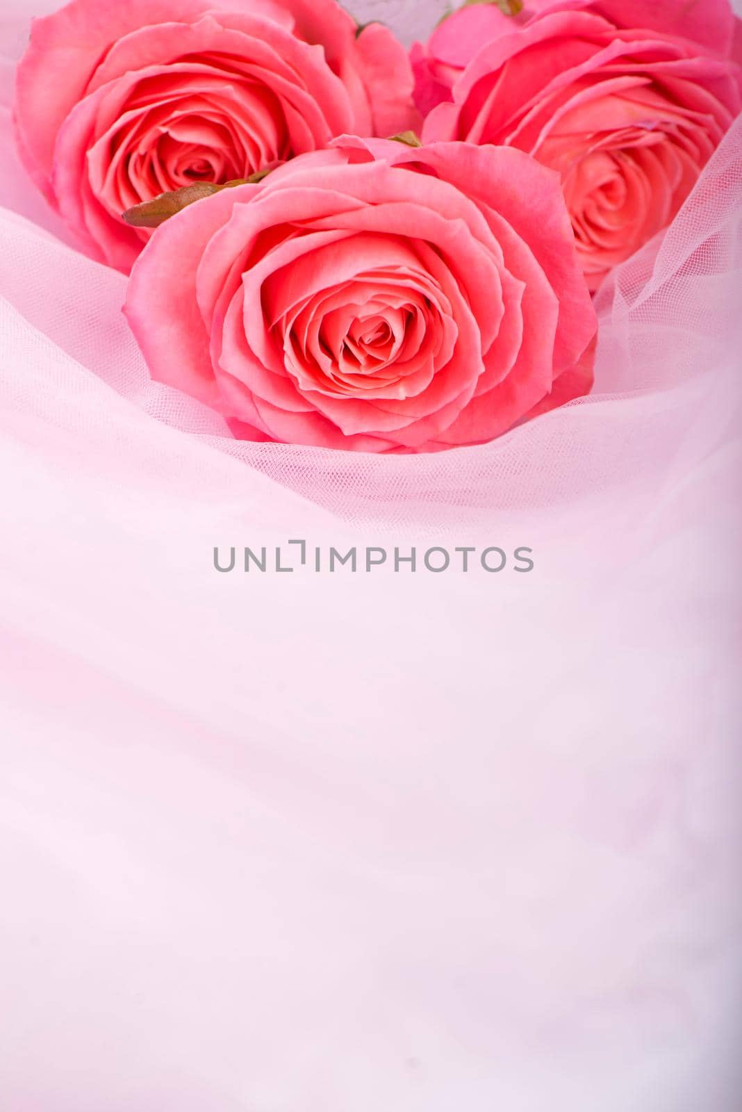 background pink roses on the soft silk by aprilphoto
