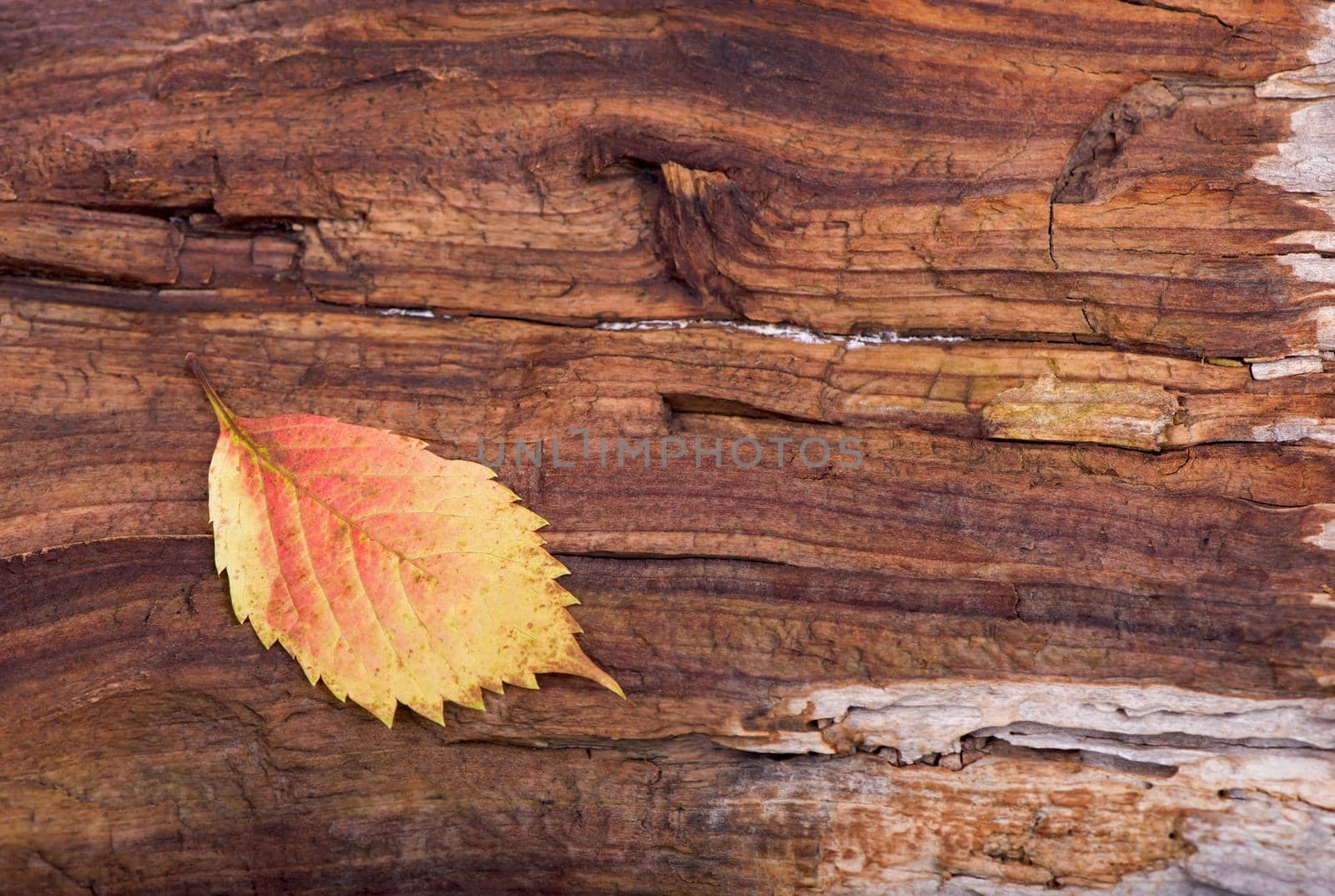 Colorful heart made of autumn leaves on a wooden background by aprilphoto