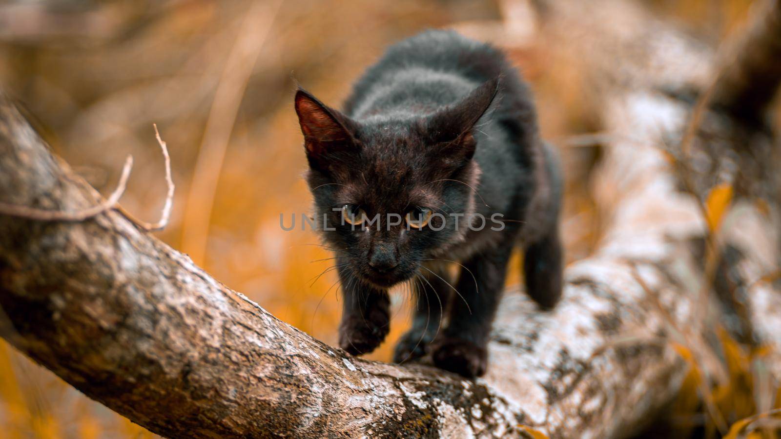 stalking a prey, focused eyes as the young black furry cat moves forward silently towards the hunt in the tree branch. by nilanka