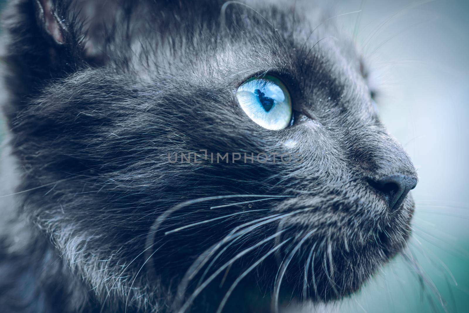 Dark ferocious looking face, looking up cats eye macro close up photograph, blue eyes long hair, and dark black skin.