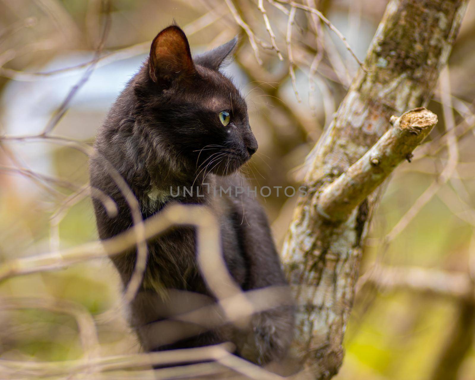 Tiger like pose on a tree branch domestic cat photographed through the branches, the cat looking its left side, eyes starring and listen sharply to the sound in nature green out of focus background.