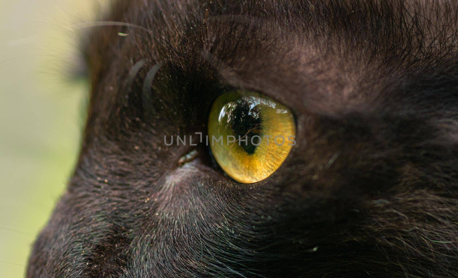 Dark brown ferocious looking yellow eyes close up macro photograph, detailed pupils of a cat's eye side view, sharp focus on the target.