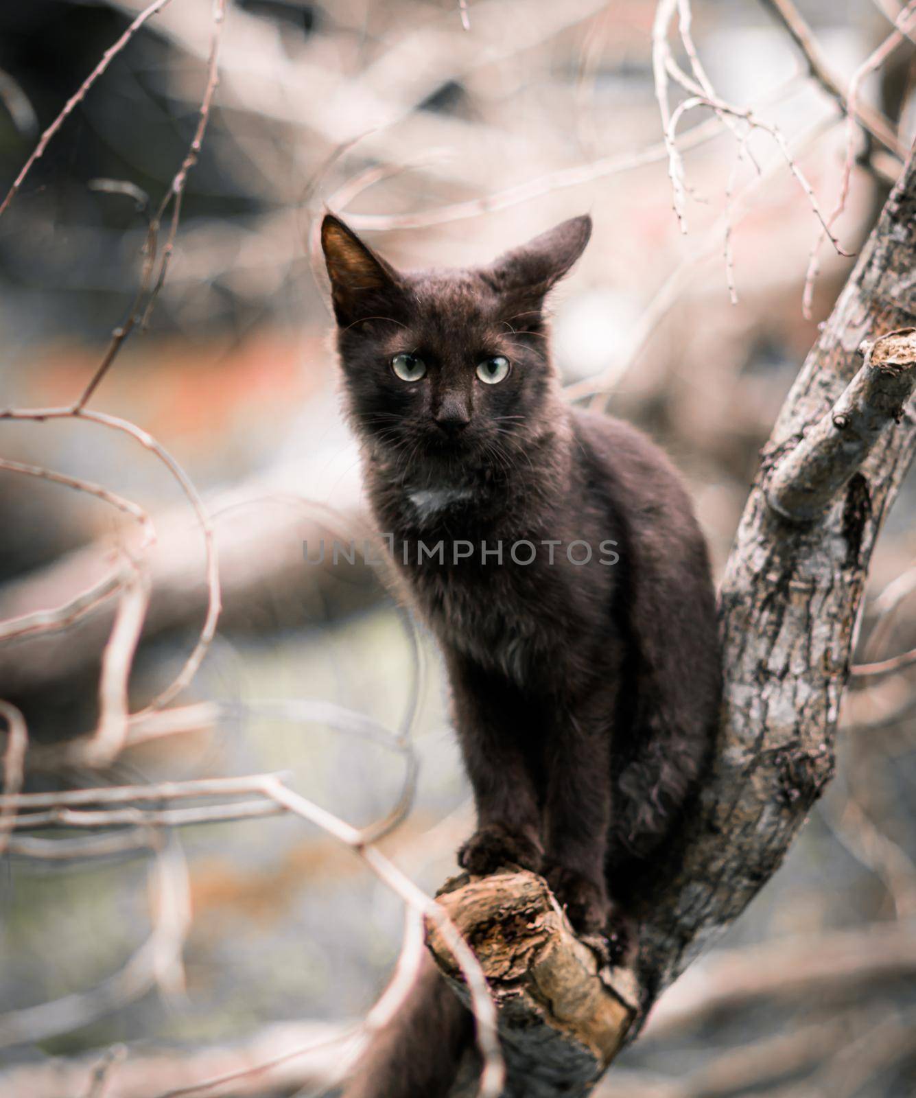 Tiger like pose on a tree branch domestic cat photographed through the branches, the cat looking forward, eyes starring and listen sharply to the sound in nature out of focus background verticle.