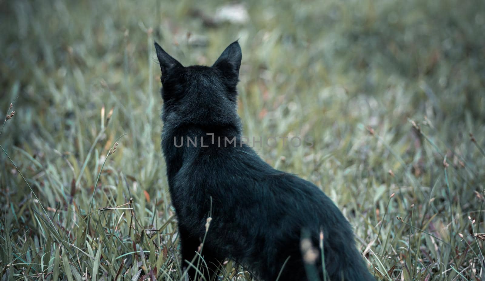 Dark black cat on alert in the wild, look out for preys, sharp ears listening closely.