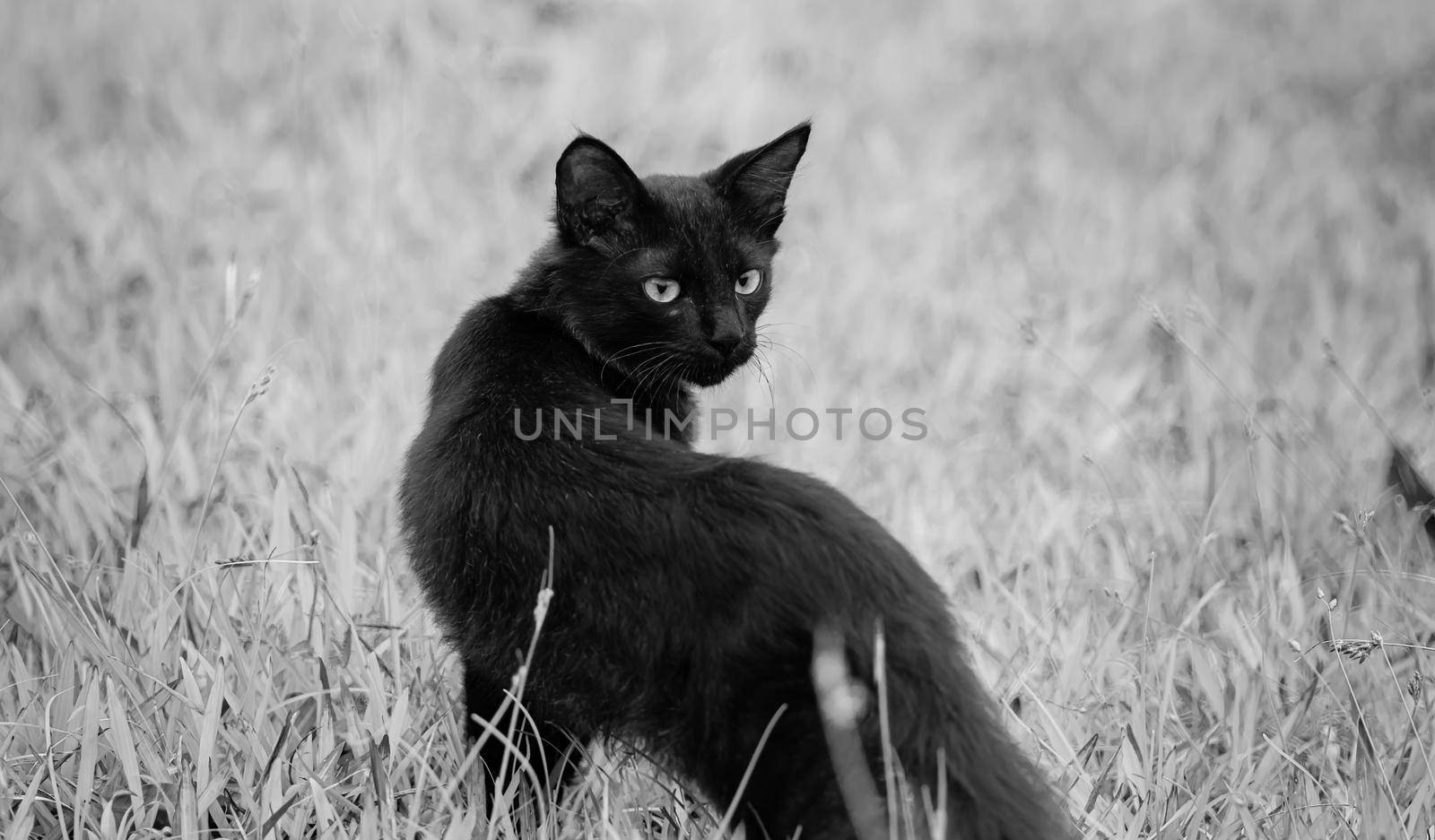 Having a look behind, eyes locked up sharp focus, furious and starring serious face, dark evil beast like, hunting and stalking prey, majestic cat posing in the grass field. by nilanka